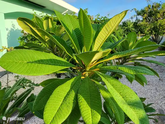 Villa Bananas, tropisch paradijsje huren in Curaçao, Banda Abou (west), Grote Berg - villa