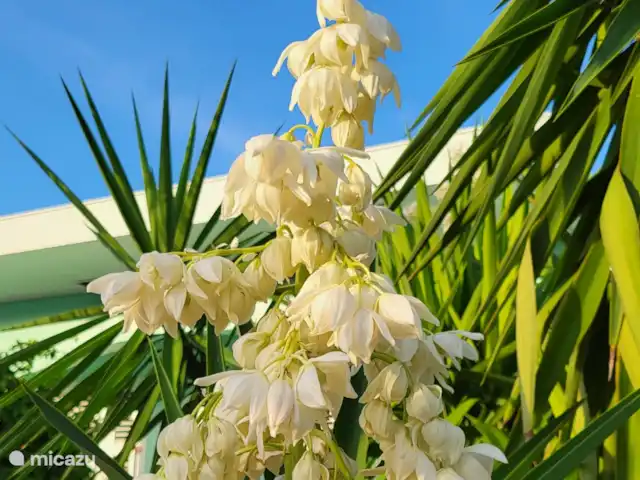 Villa Bananas, tropisch paradijsje huren in Curaçao, Banda Abou (west), Grote Berg - villa