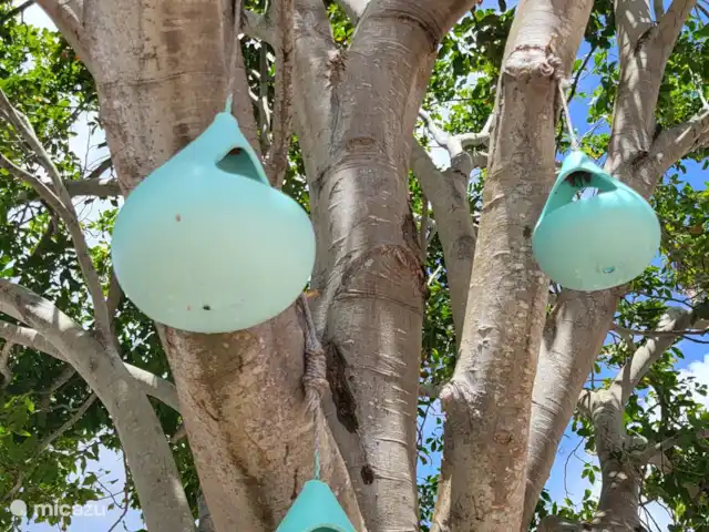 Villa Bananas, tropisch paradijsje huren in Curaçao, Banda Abou (west), Grote Berg - villa