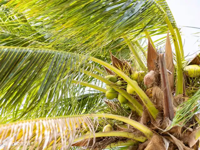 Daaibooi avec piscine en magnésium | Curaçao, Curaçao-Centre, Willemstad - appartement Oasis possède de nombreux cocotiers matures. Qui sait, vous aurez peut-être réussi et vous pourrez déguster l’une des délicieuses noix de coco.