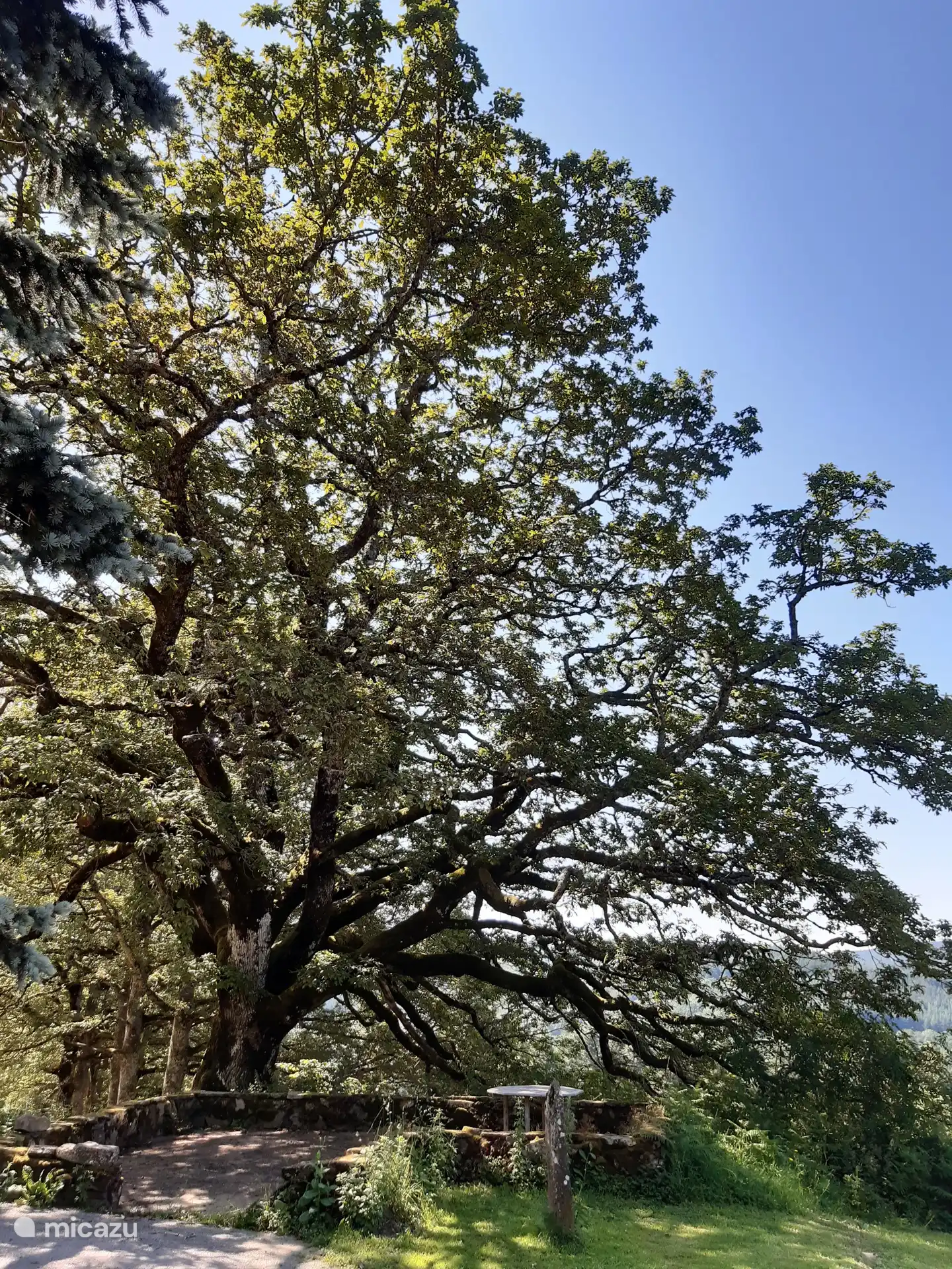 Le vieux chêne du domaine
