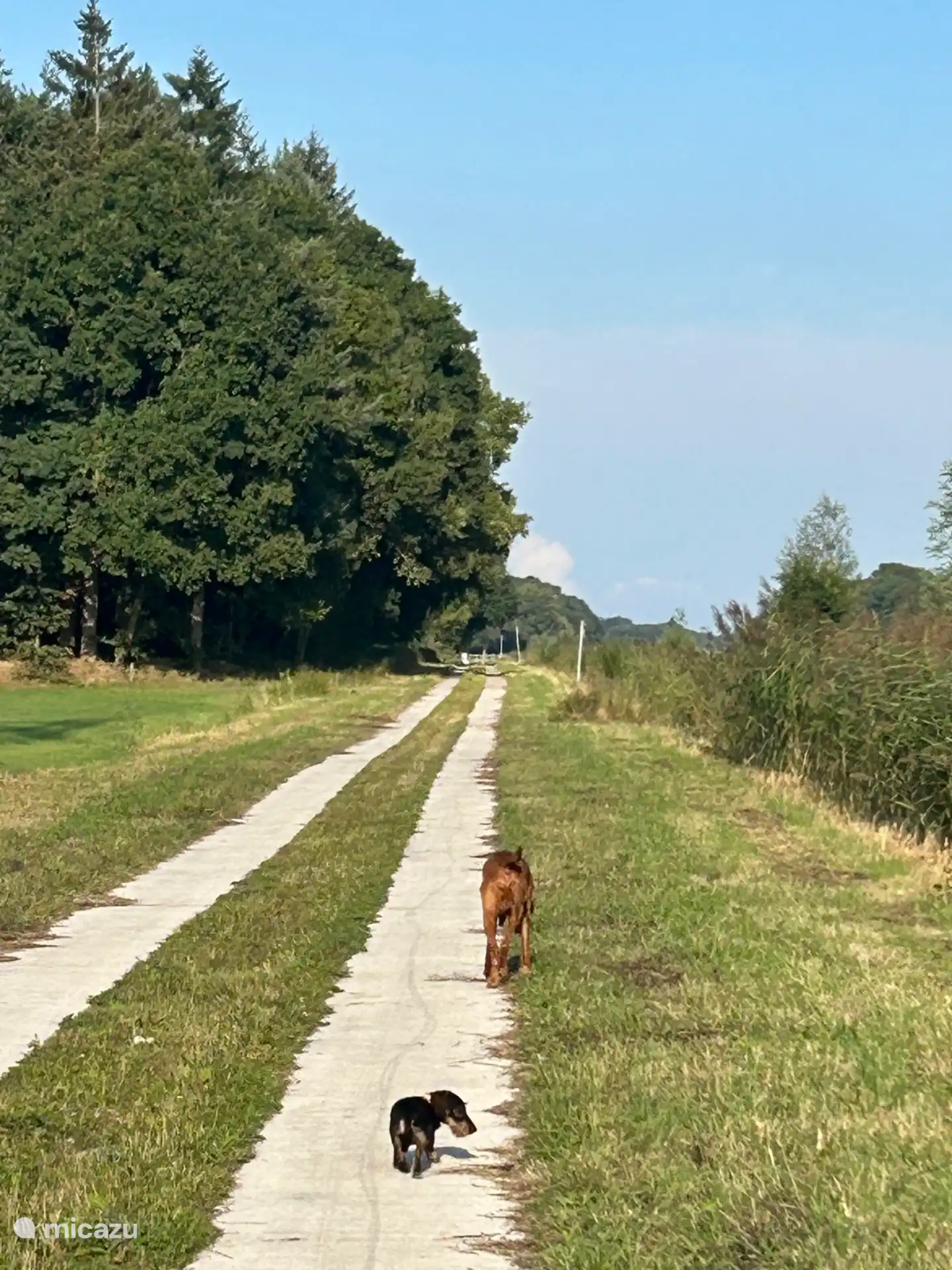 Vom Hof aus kann man direkt auf diesen Weg gehen. Hier können die Hunde frei herumlaufen 