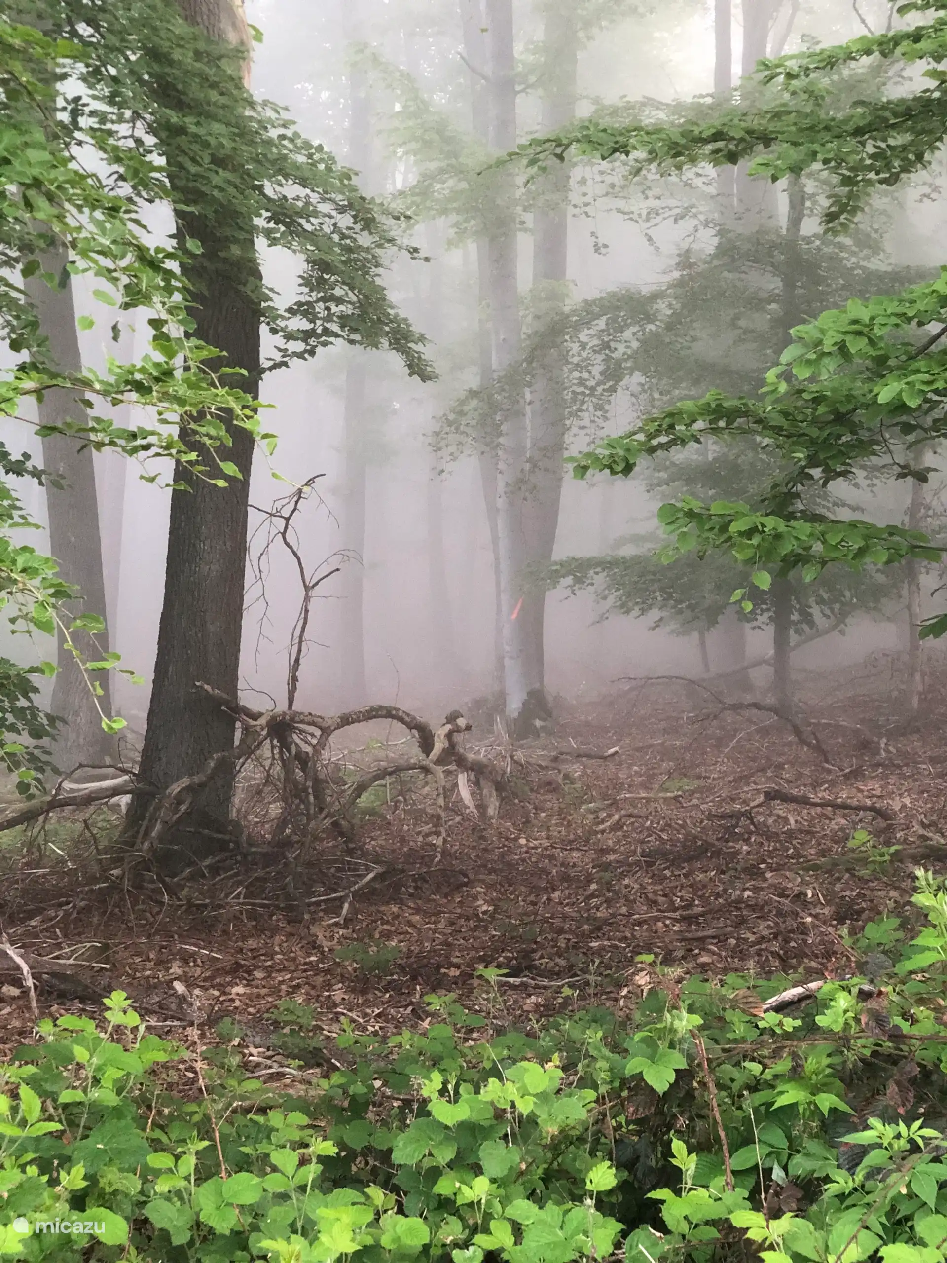 Lève-tôt sur la route