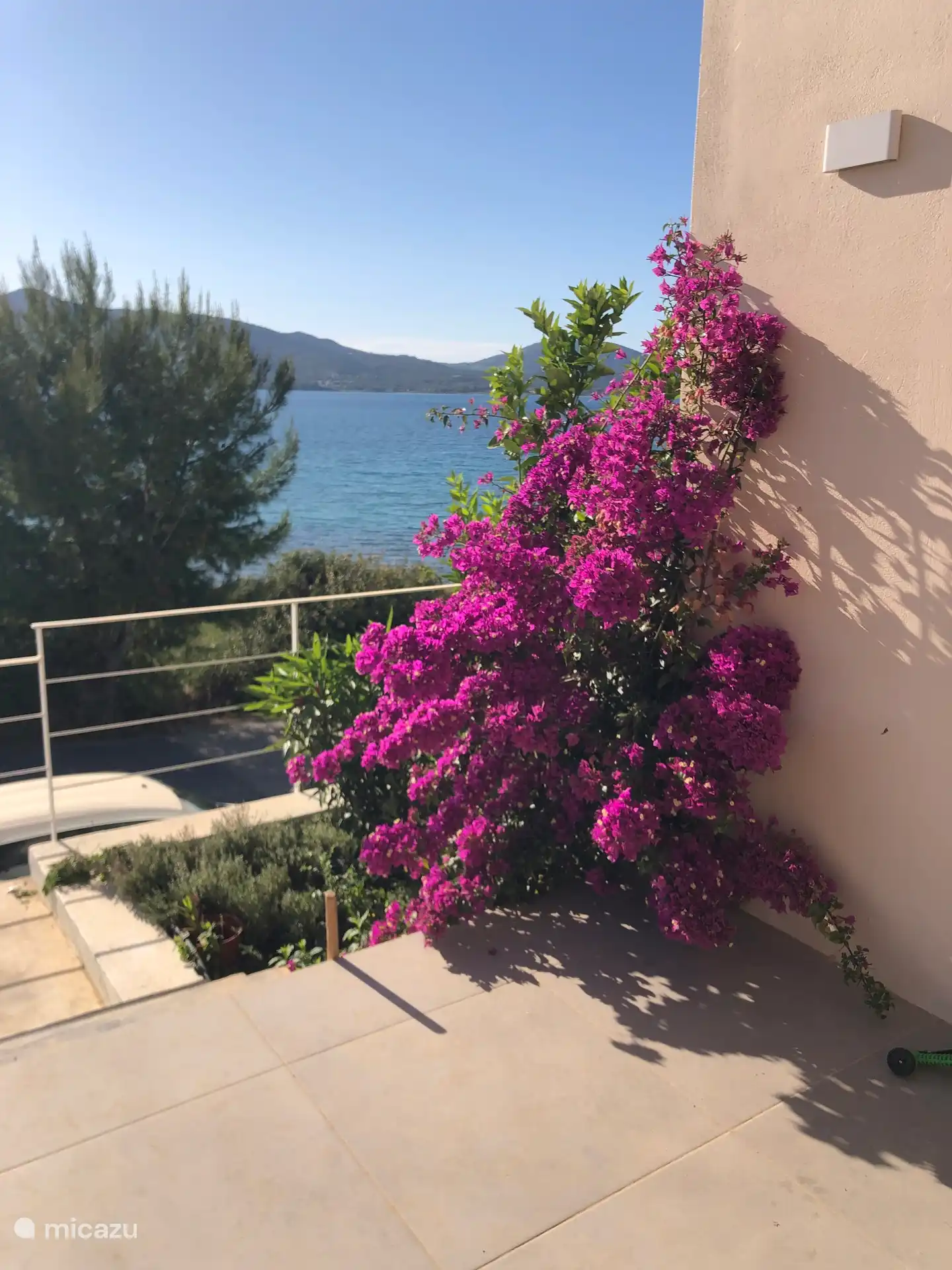 The most famous Greek plant the bouganvilla. The town promenade starts just under it