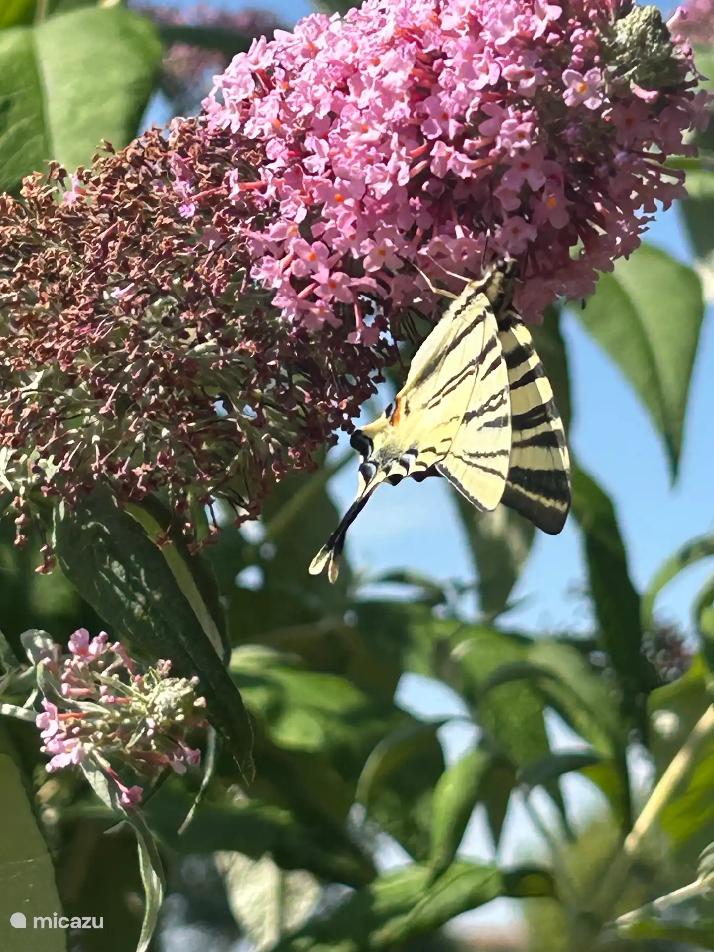 Schmetterling 