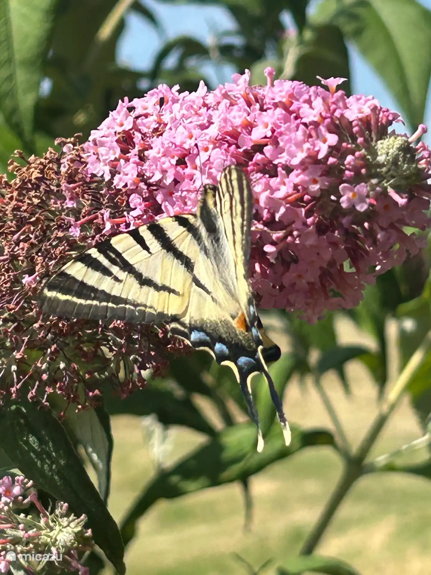 Schmetterlinge im Garten