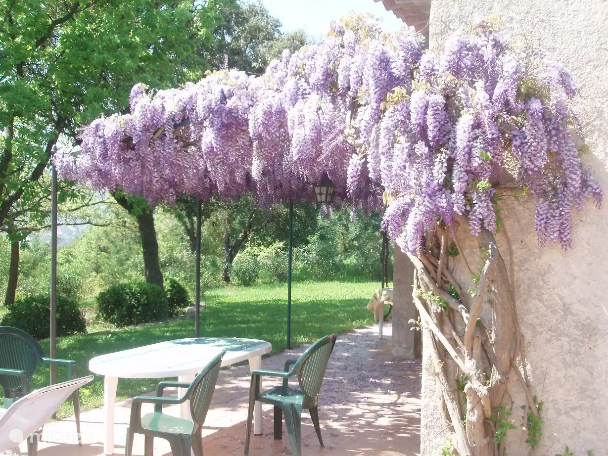glicina en floración primaveral