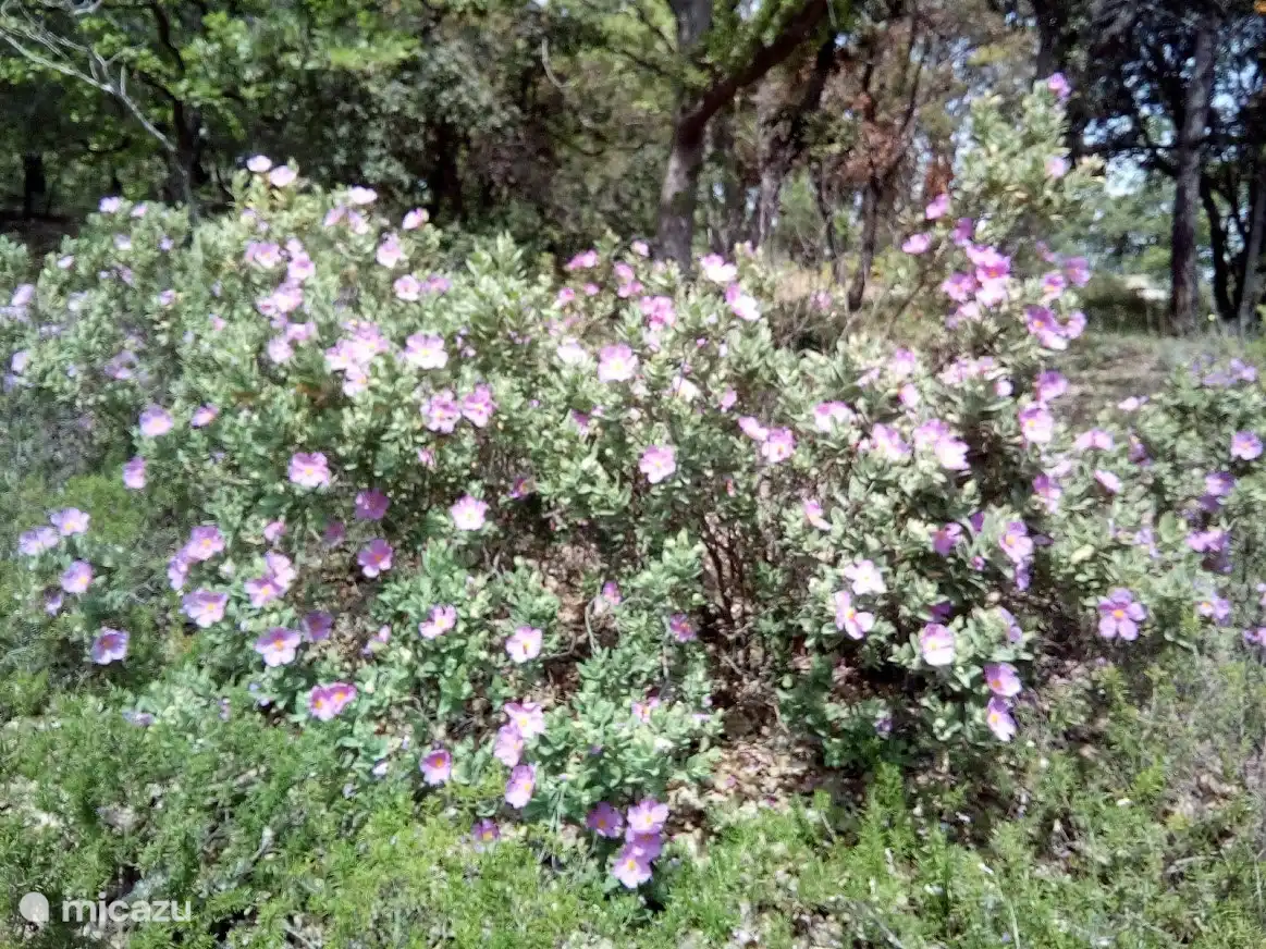 VARIEDAD DE ROSA LOCAL
