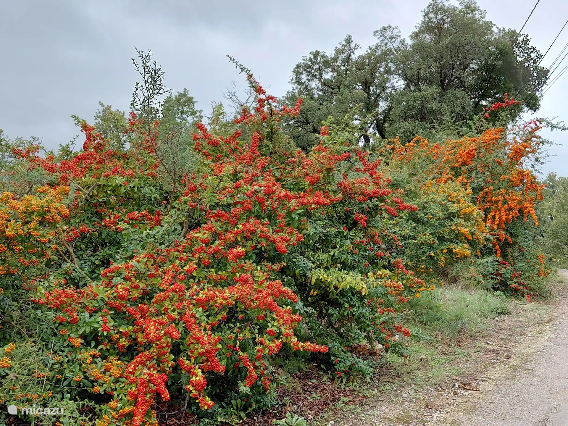 arbustos con bayas en nuestro jardín.