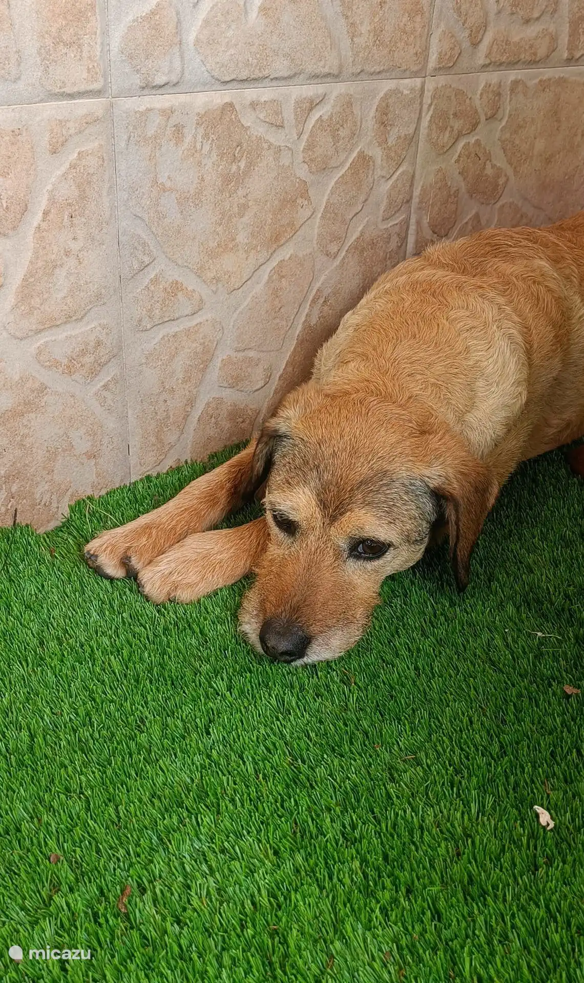 Saar, de vriendelijke hond op de accommodatie