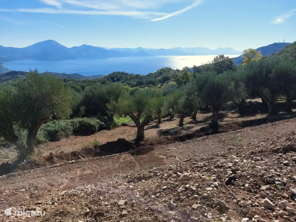 Alte Olivenbäume auf dem Grundstück