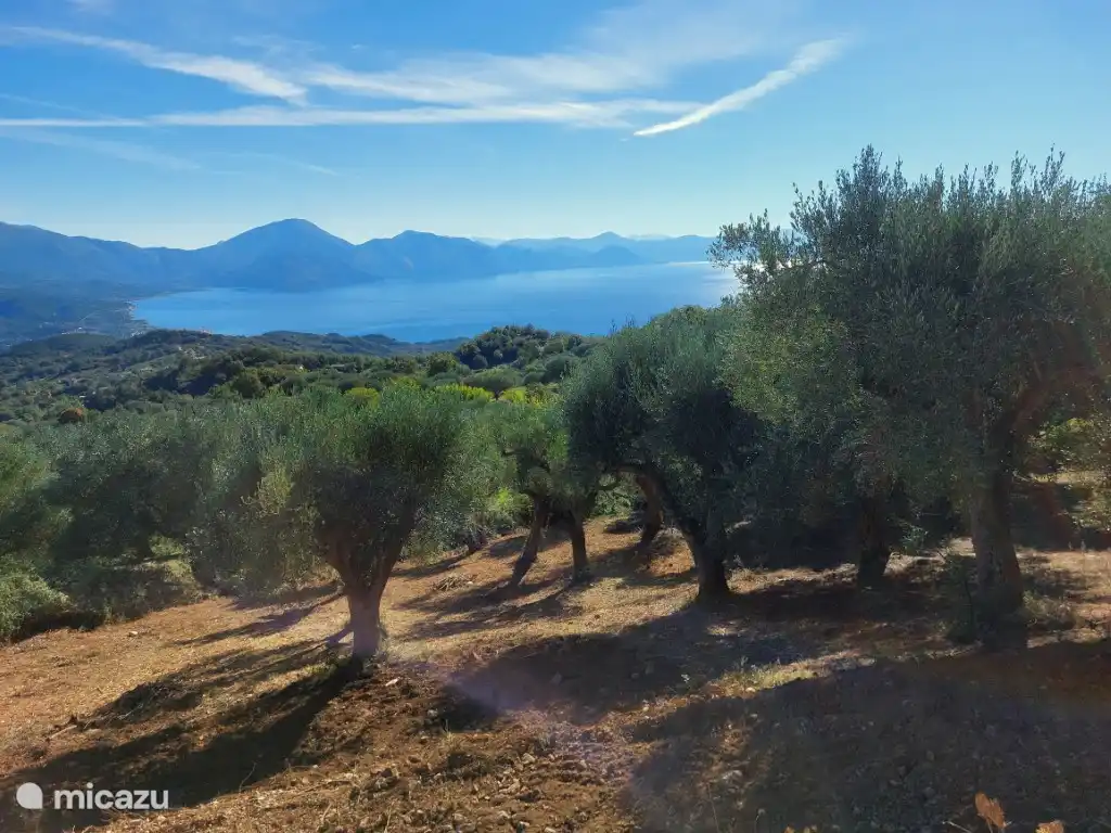 Umgeben von jahrhundertealten Olivenbäumen