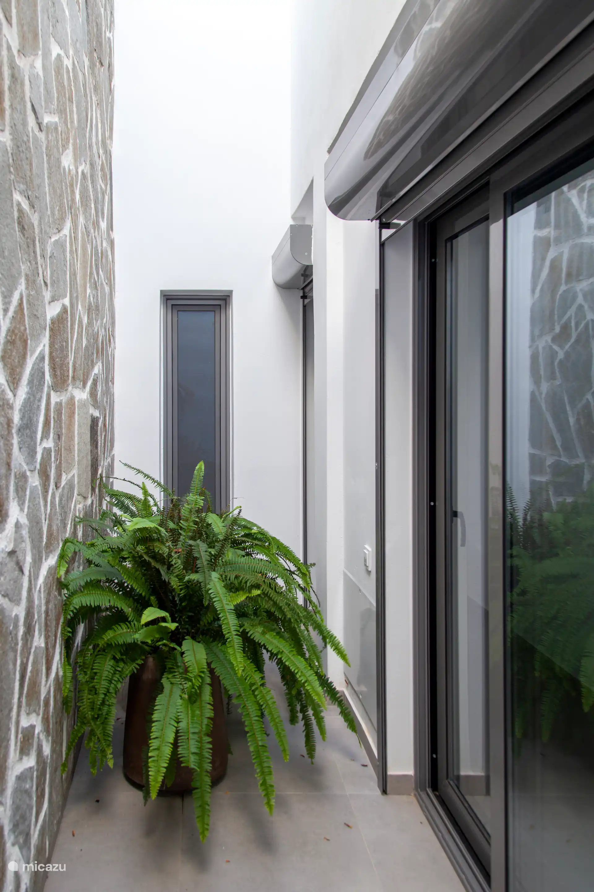 Boston Fern plant, einen tropischen Effekt zu erzeugen