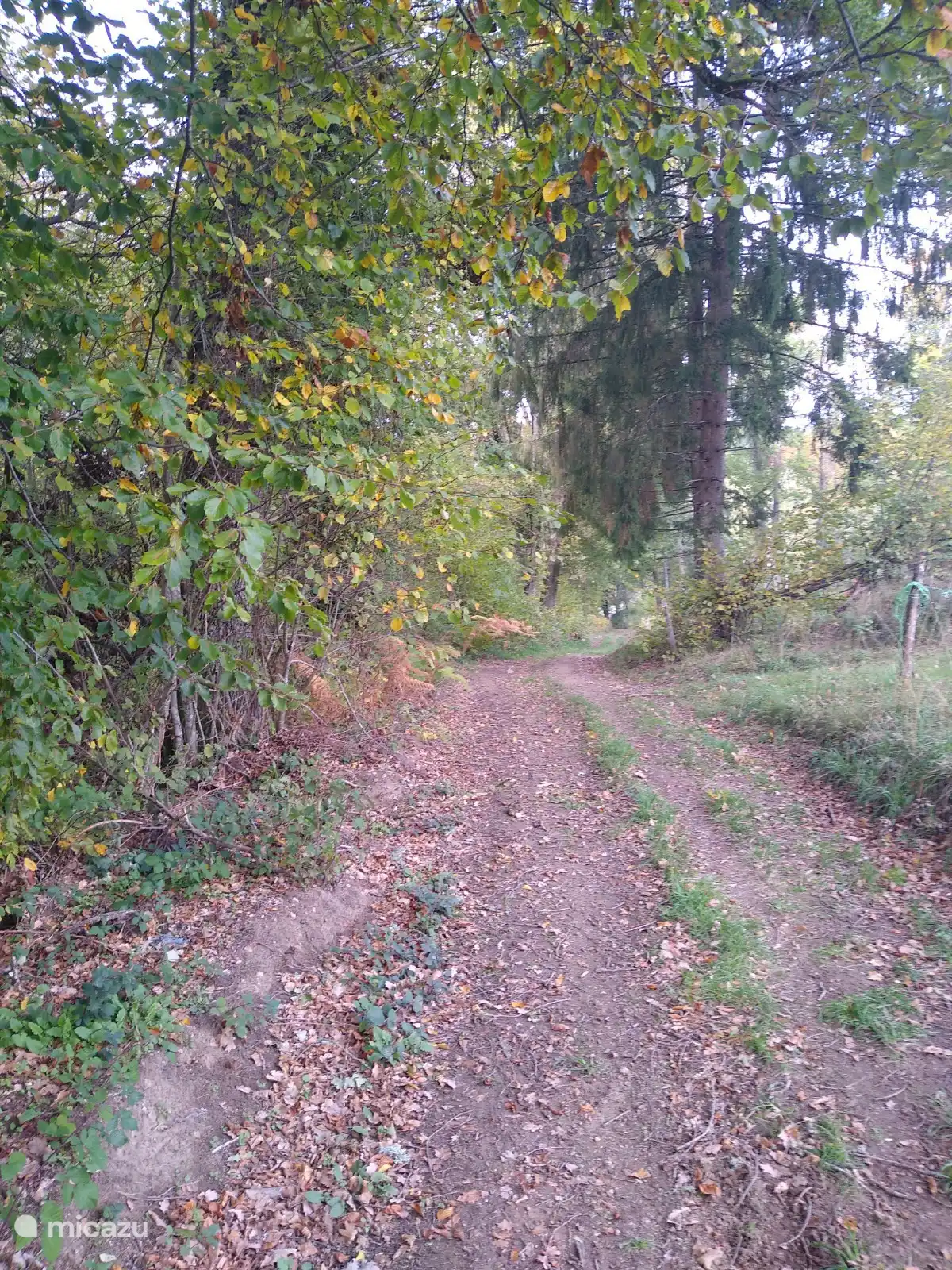 Forstweg nach Dontreix