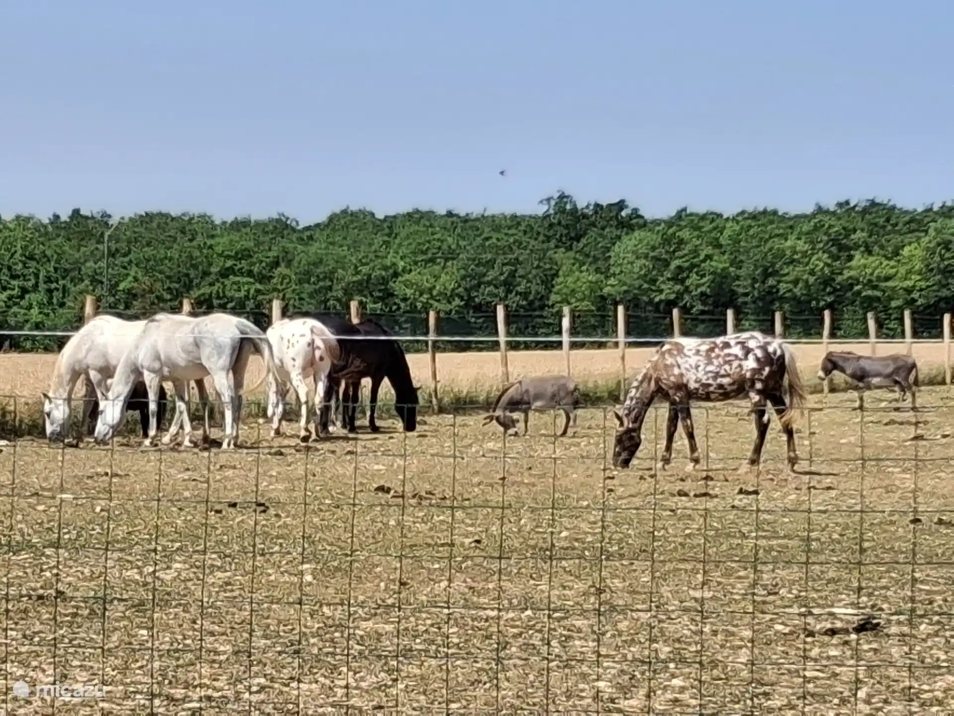 Dierenweide naast het huis.