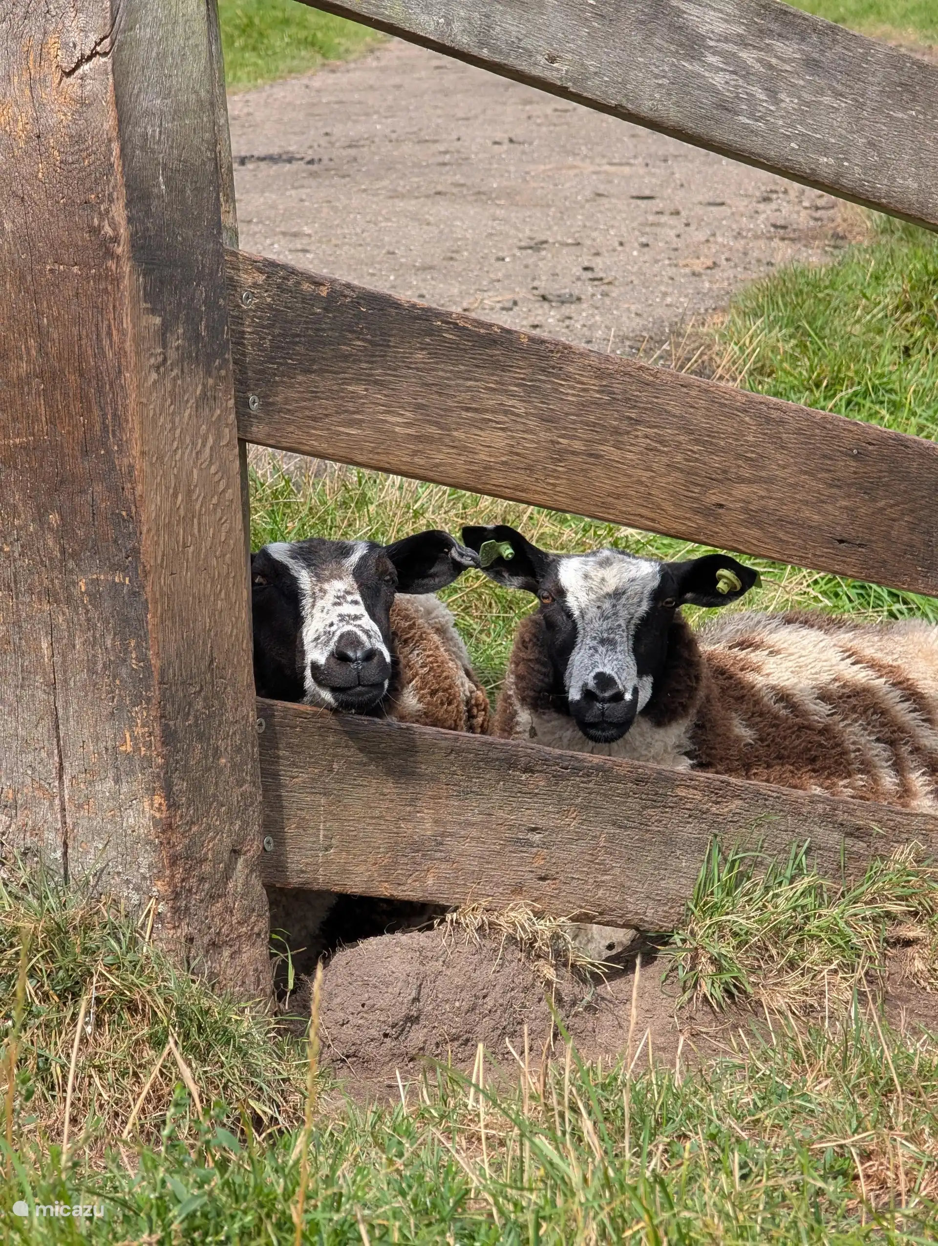 Schafe im Hinterhof, entlang unseres Wander- und Radweges