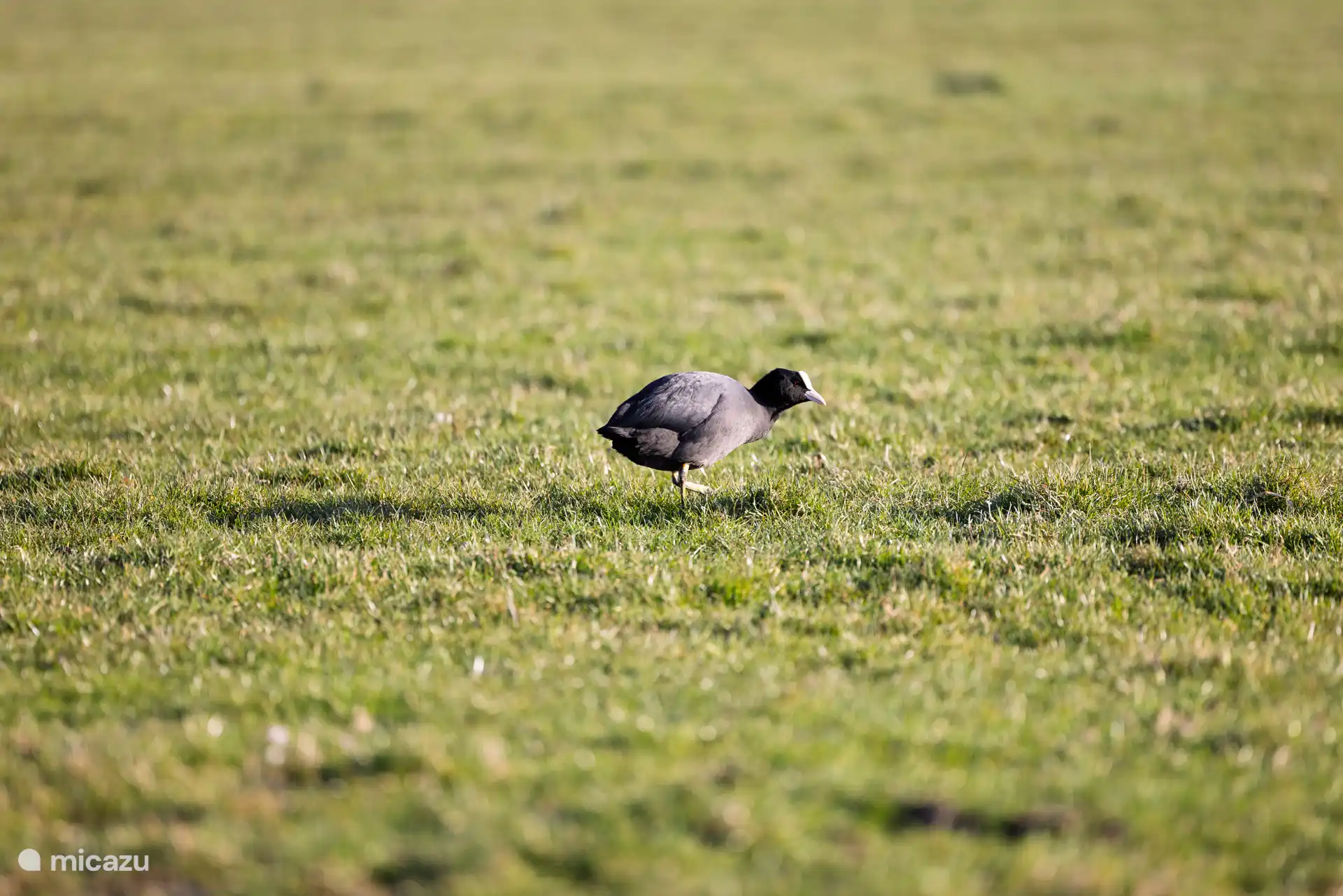 Viel Natur in unserer Gegend und es gibt viele Vögel zu sehen