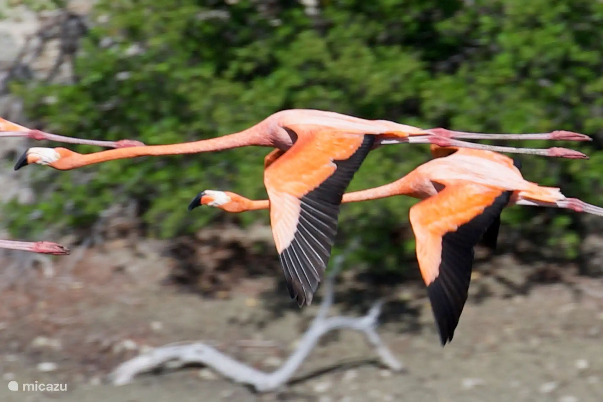 Blick auf die Salinen wo sich täglich Flamingos aufhalten.
