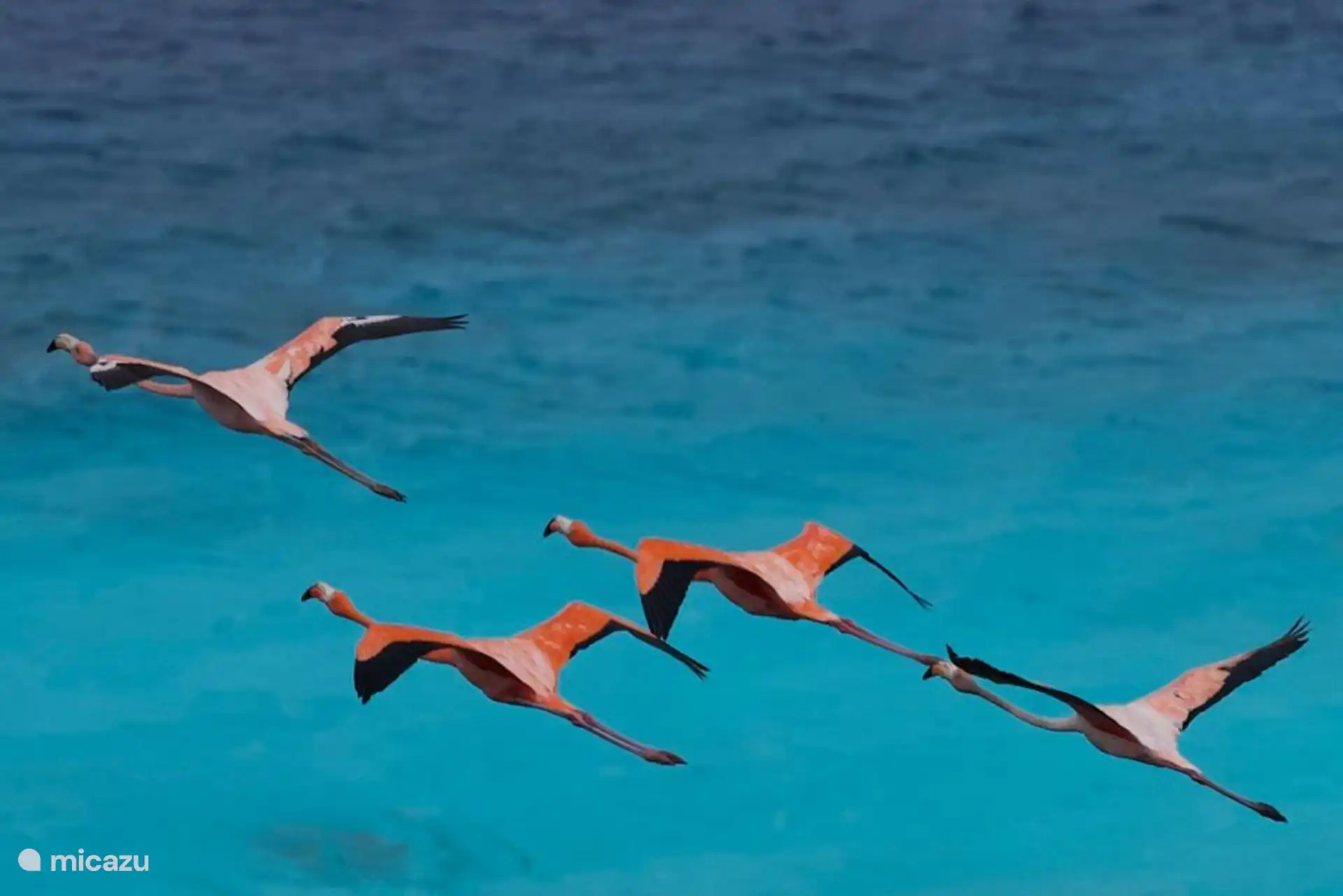 Zie de flamingo's naast je zwembad voorbij komen.