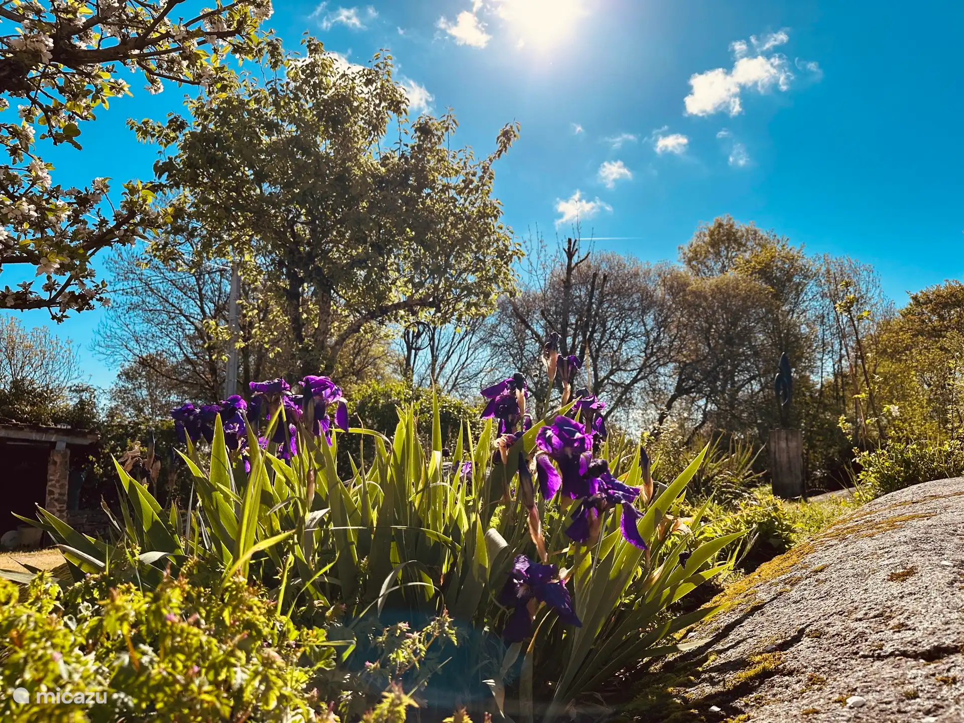 De magnifiques fleurs fleurissent entre les rochers du jardin