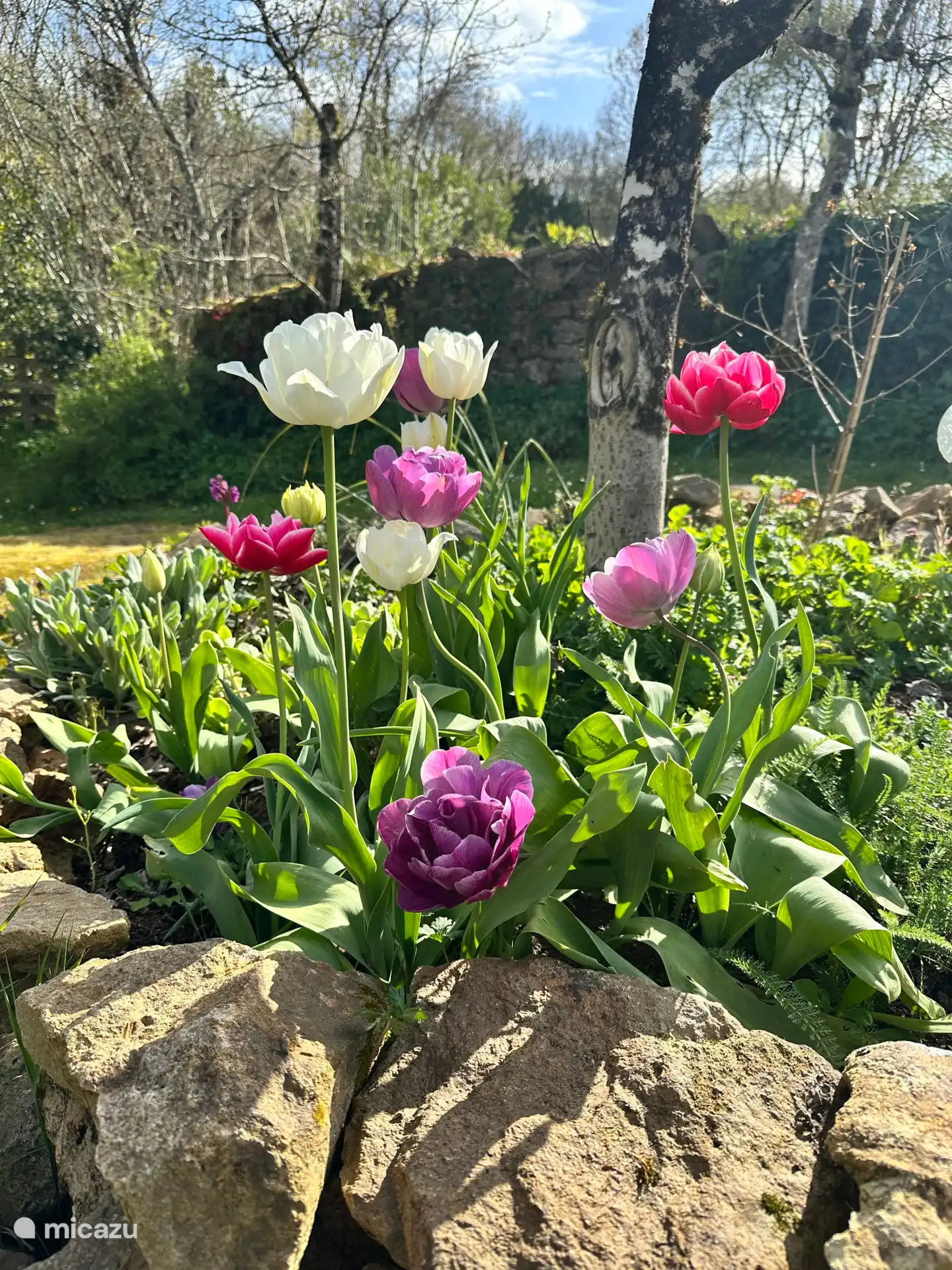 Des fleurs dans le jardin poussant dans les cercles de pierres