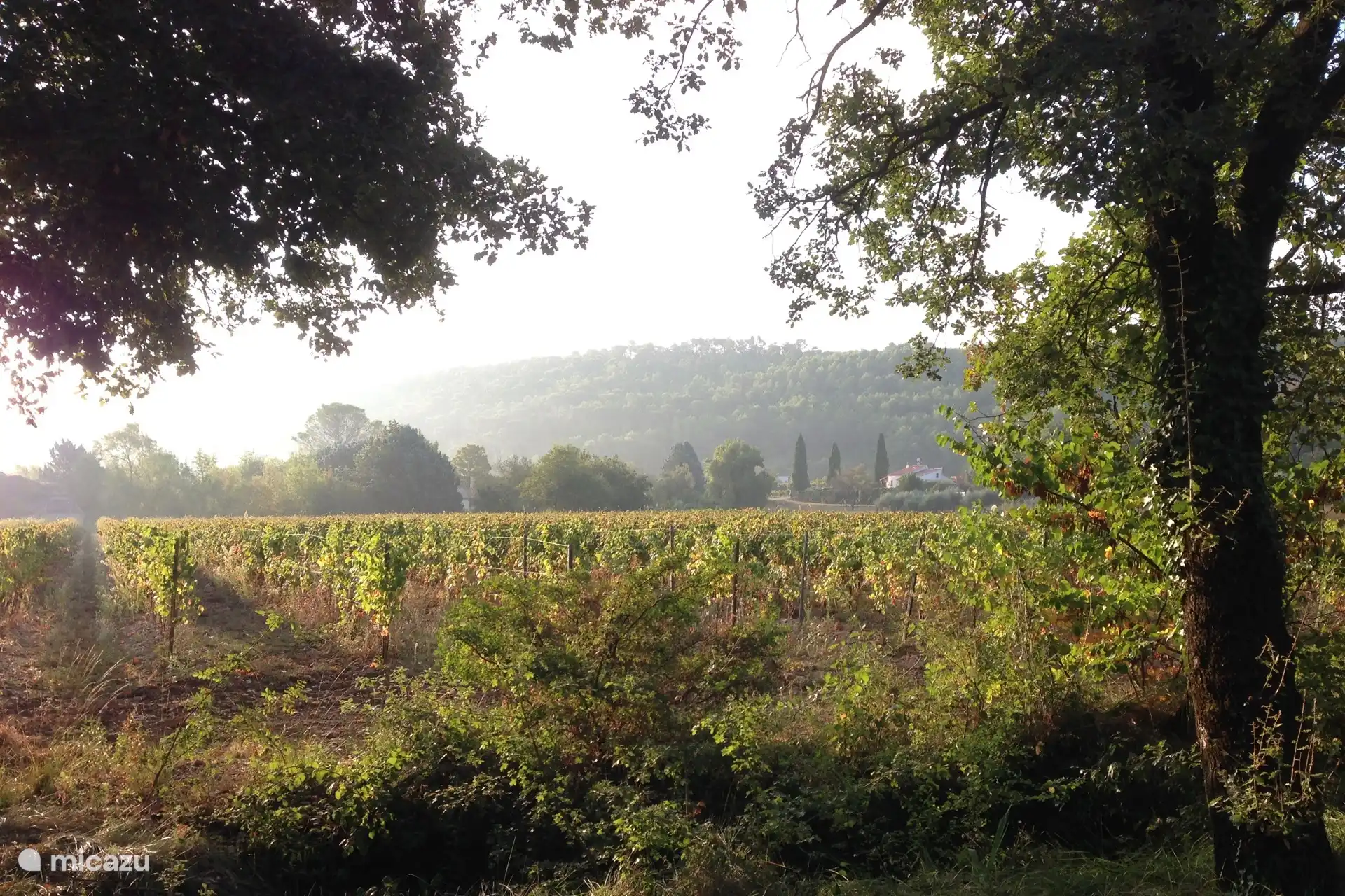 Uitzicht wijngaard ochtend