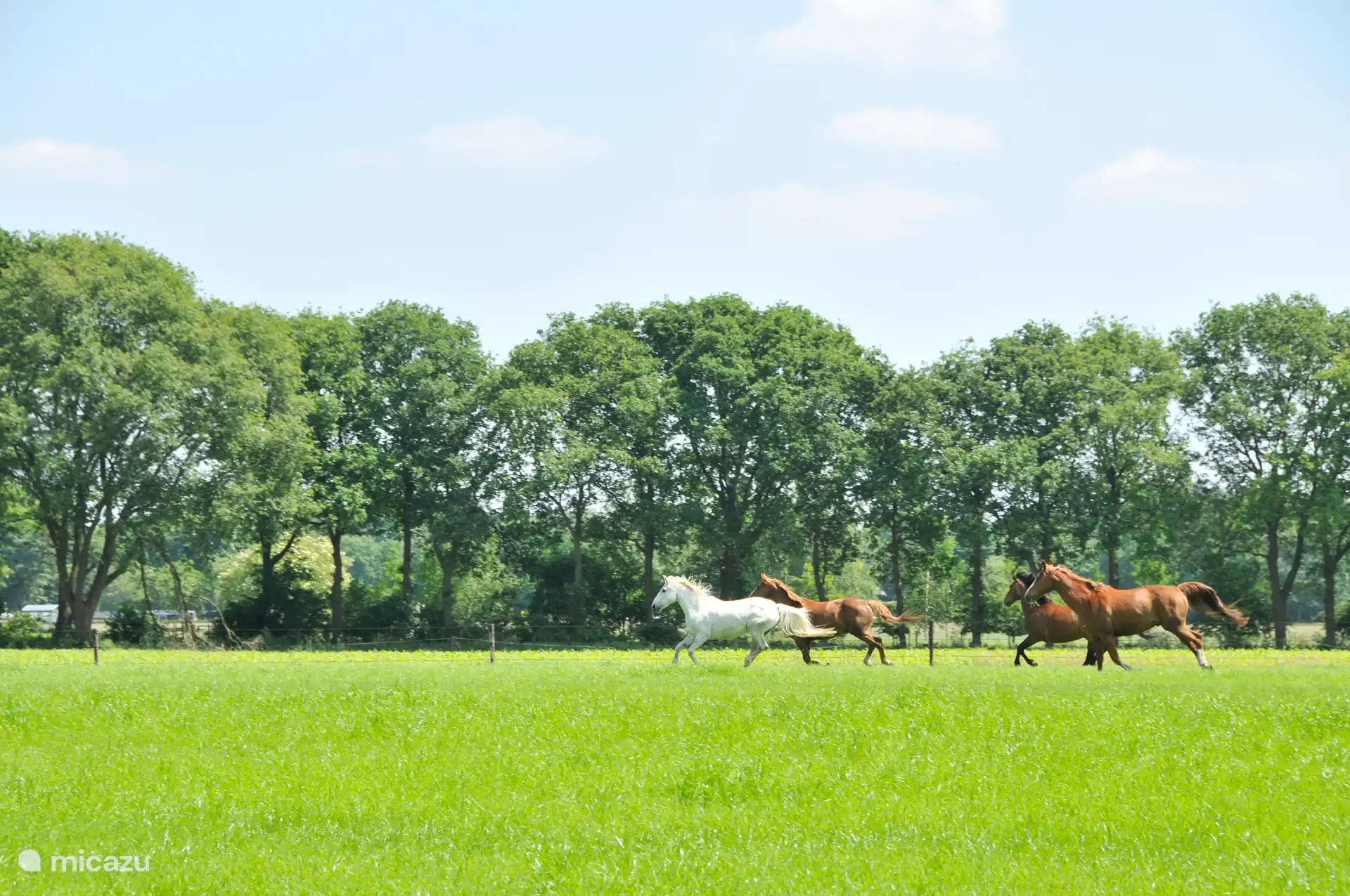 Paarden in weiland