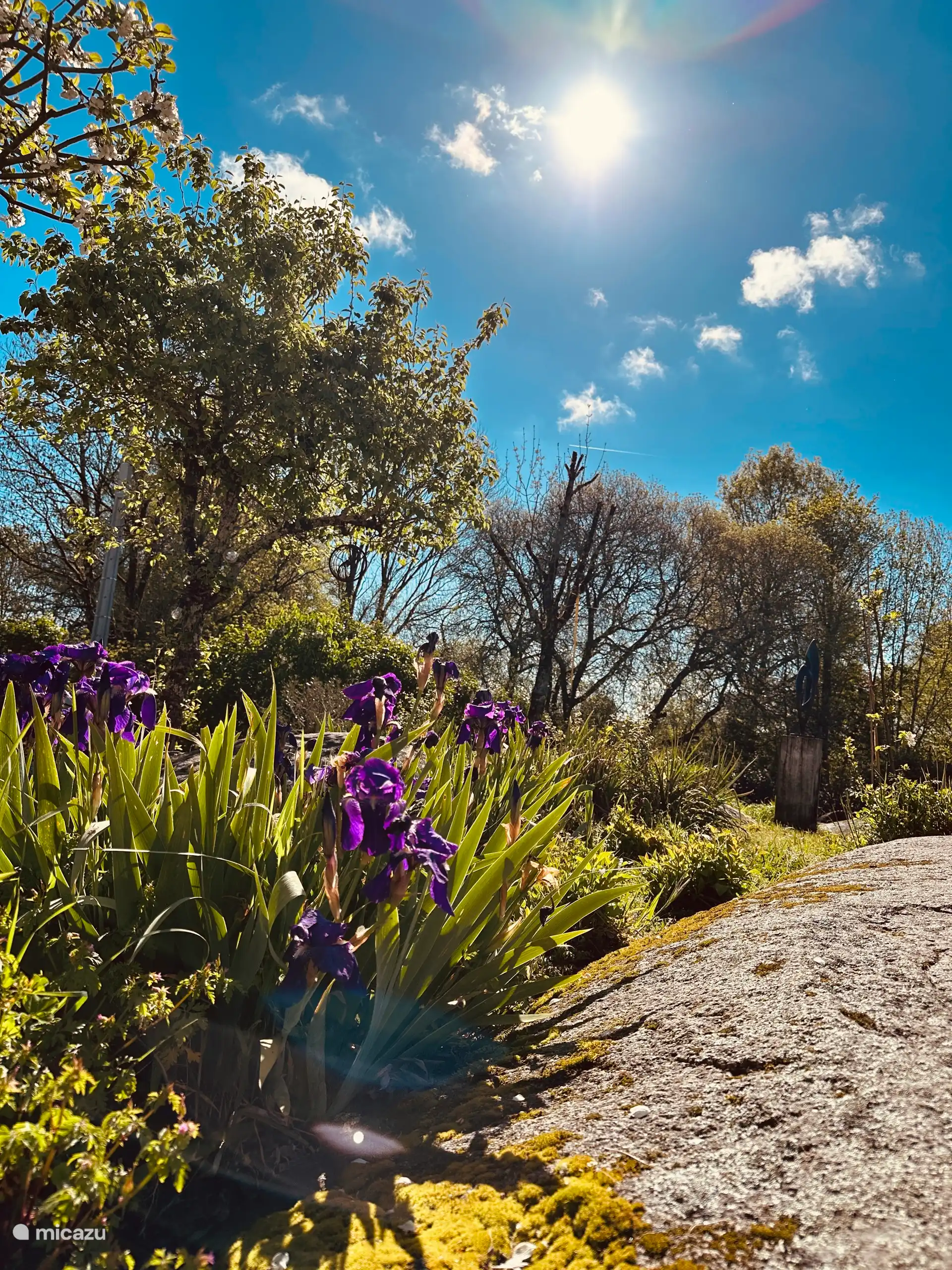 Dans le vaste jardin, il y a de nombreuses plantes qui fleurissent également