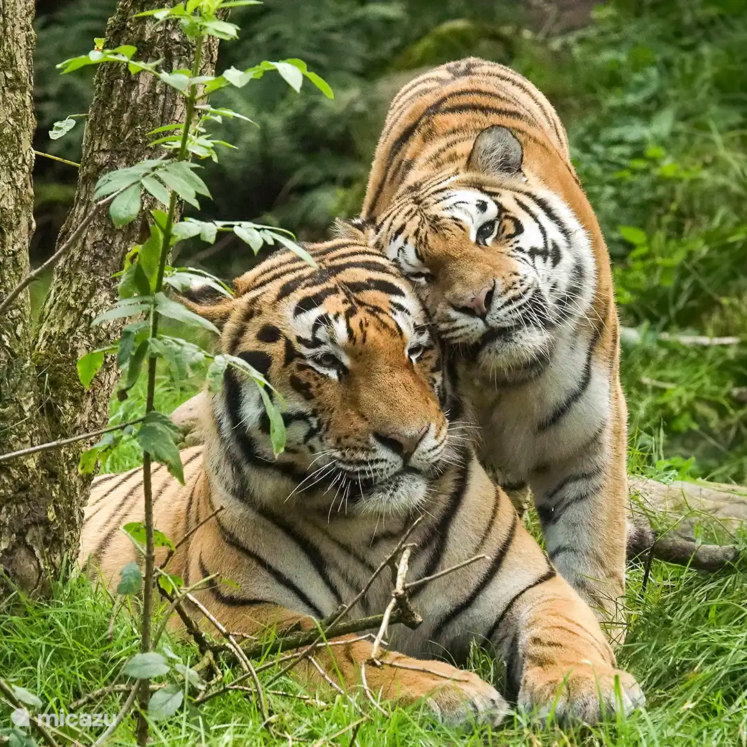 Tijgers in Dierenpark Amersfoort