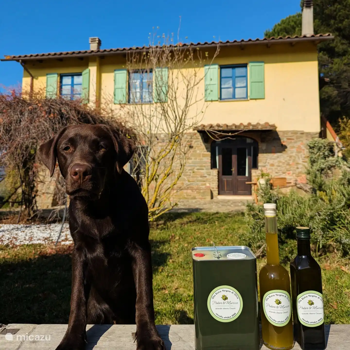 Onze hond Juul bij onze eigen olijfolie