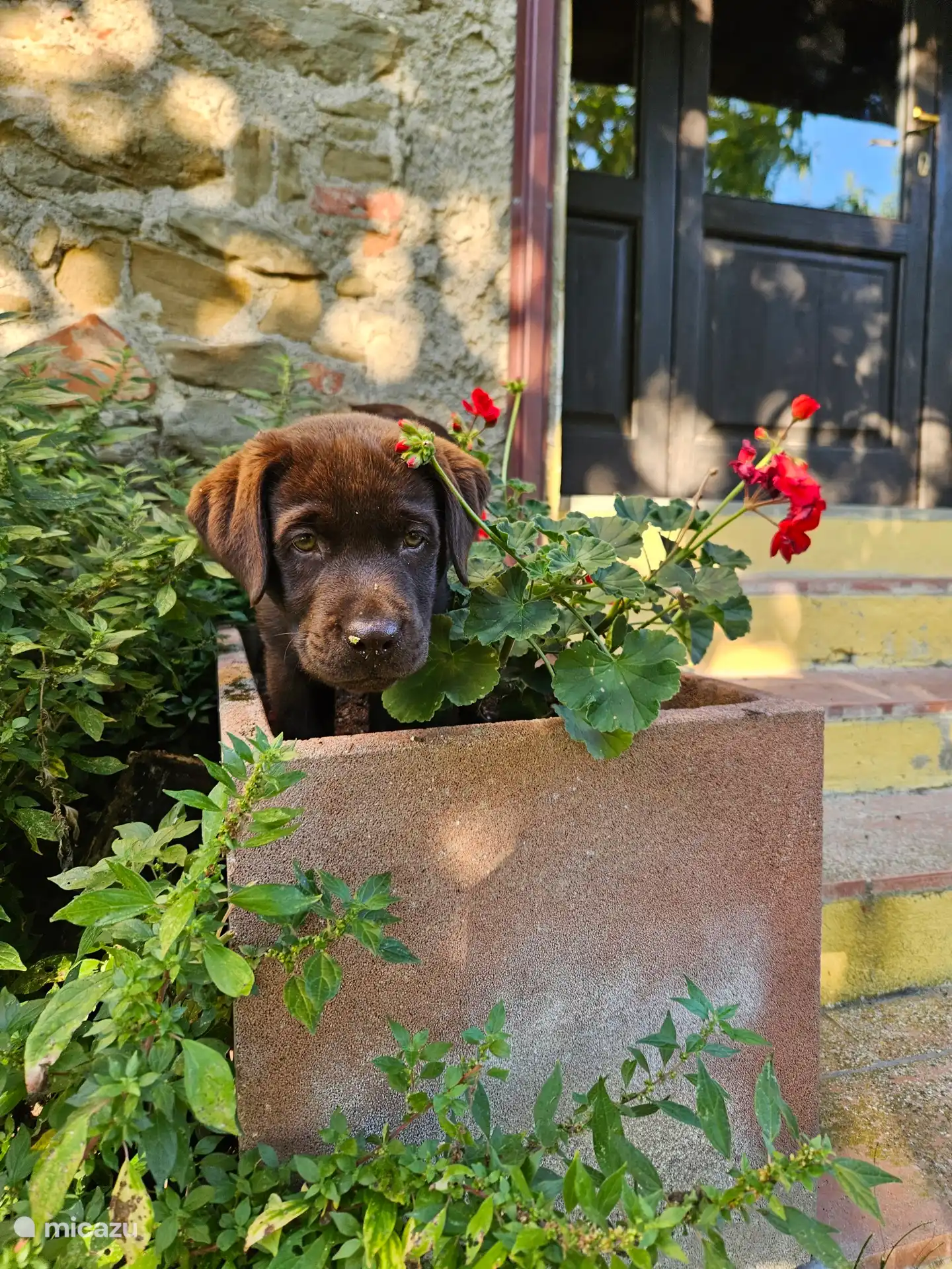Huisdieren zijn welkom