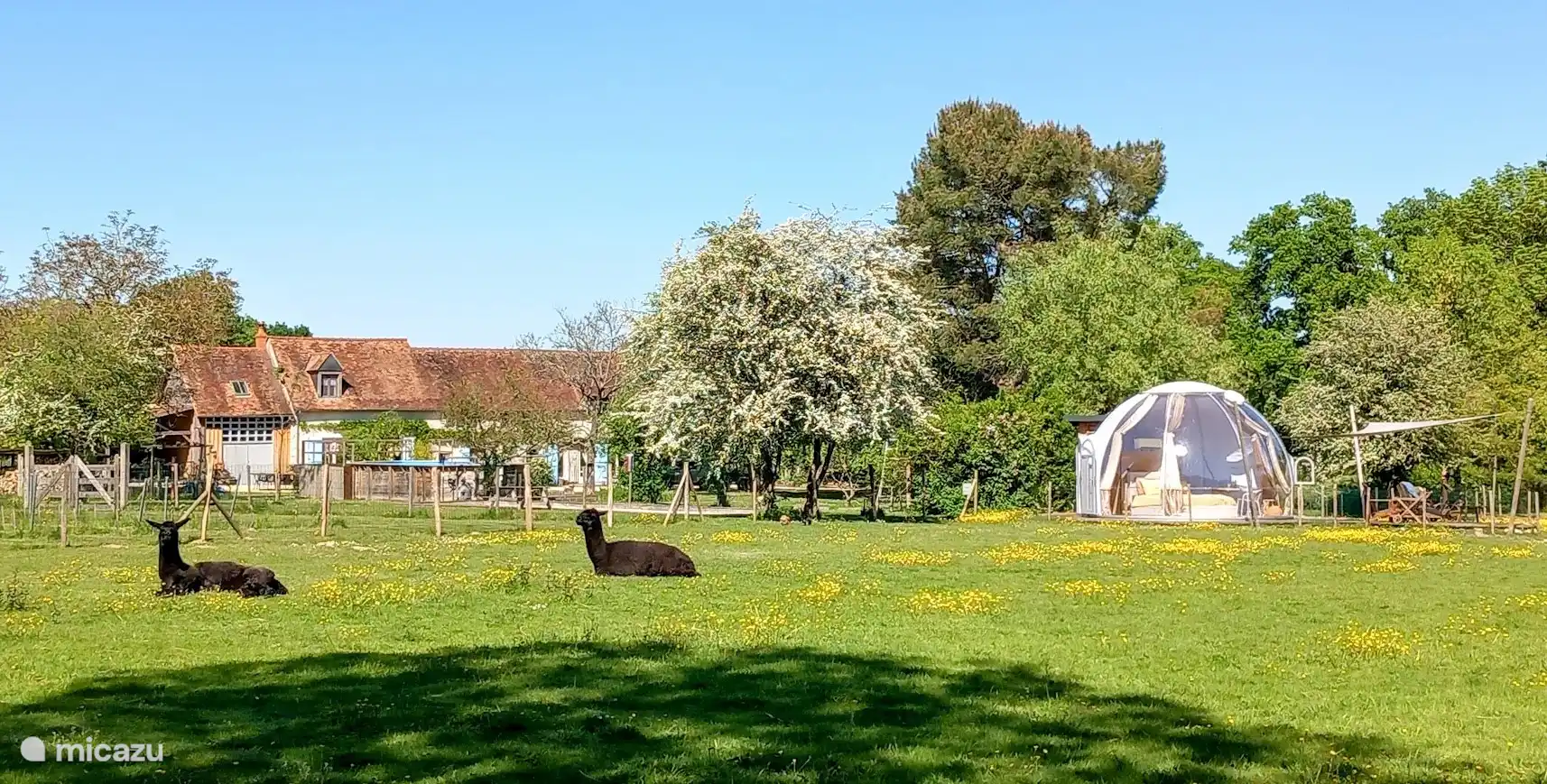 The alpacas are in the meadow around the Bulle.