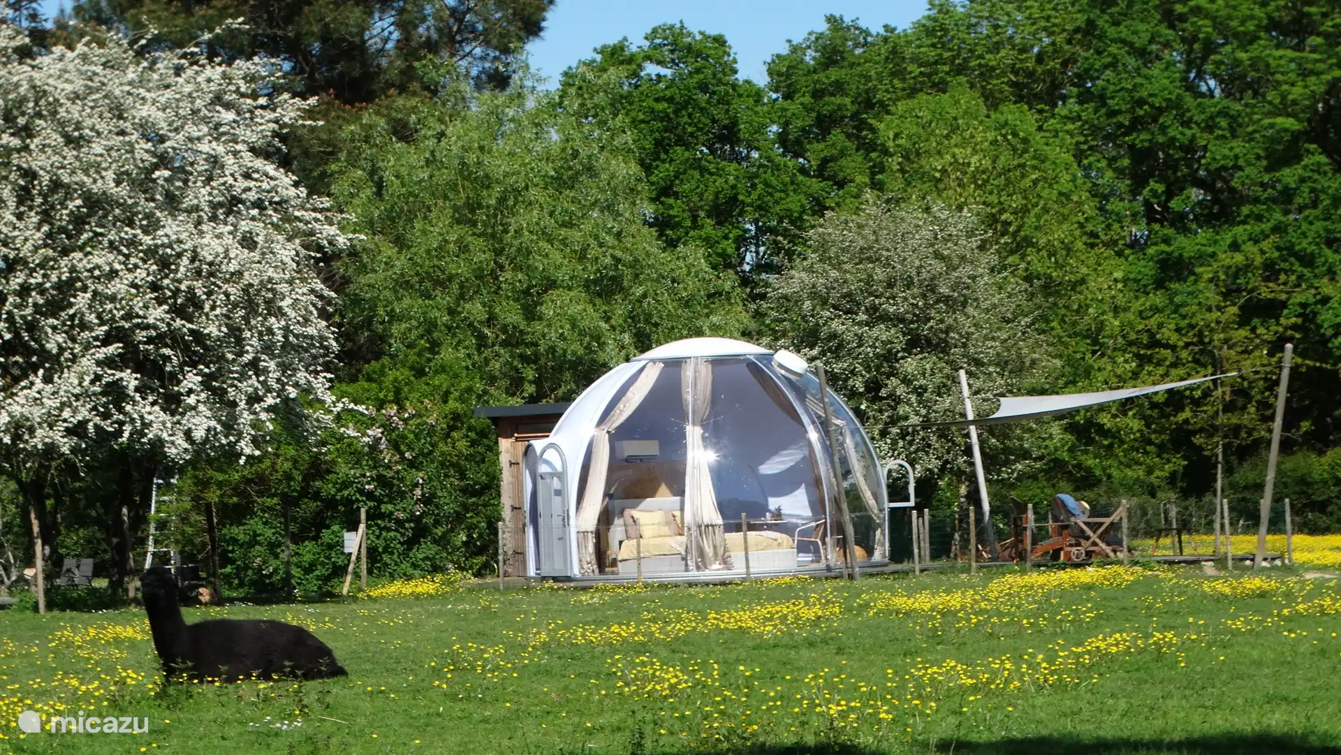 Hidden in the green.