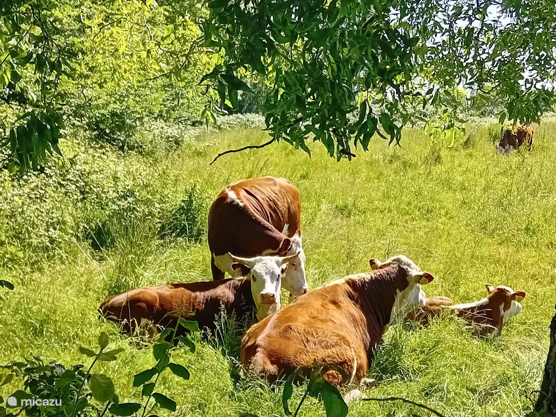 zelfs de koeien genieten van een mooie zomerdag vol rust en ruimte