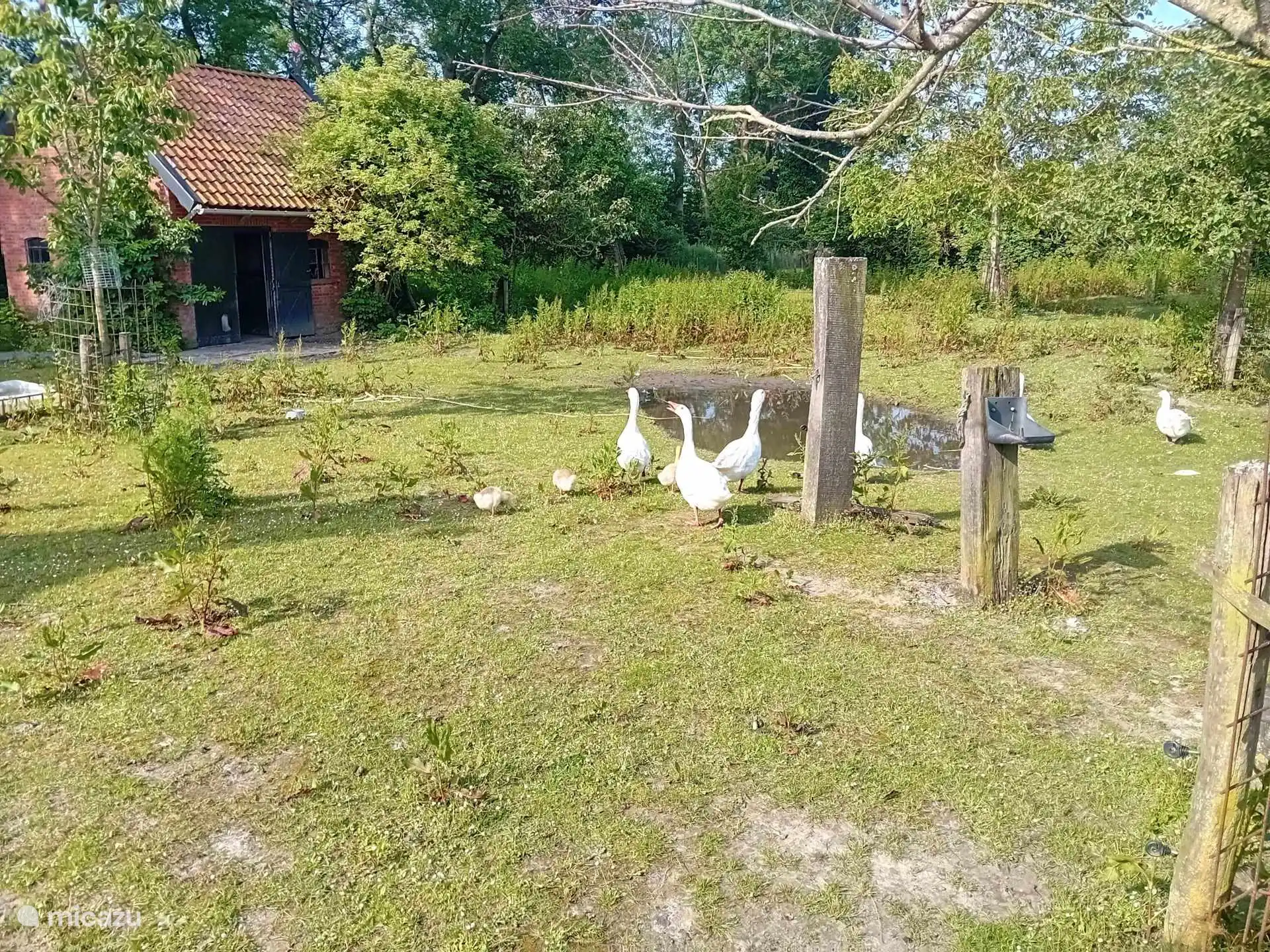 ganzen in de dierenweide