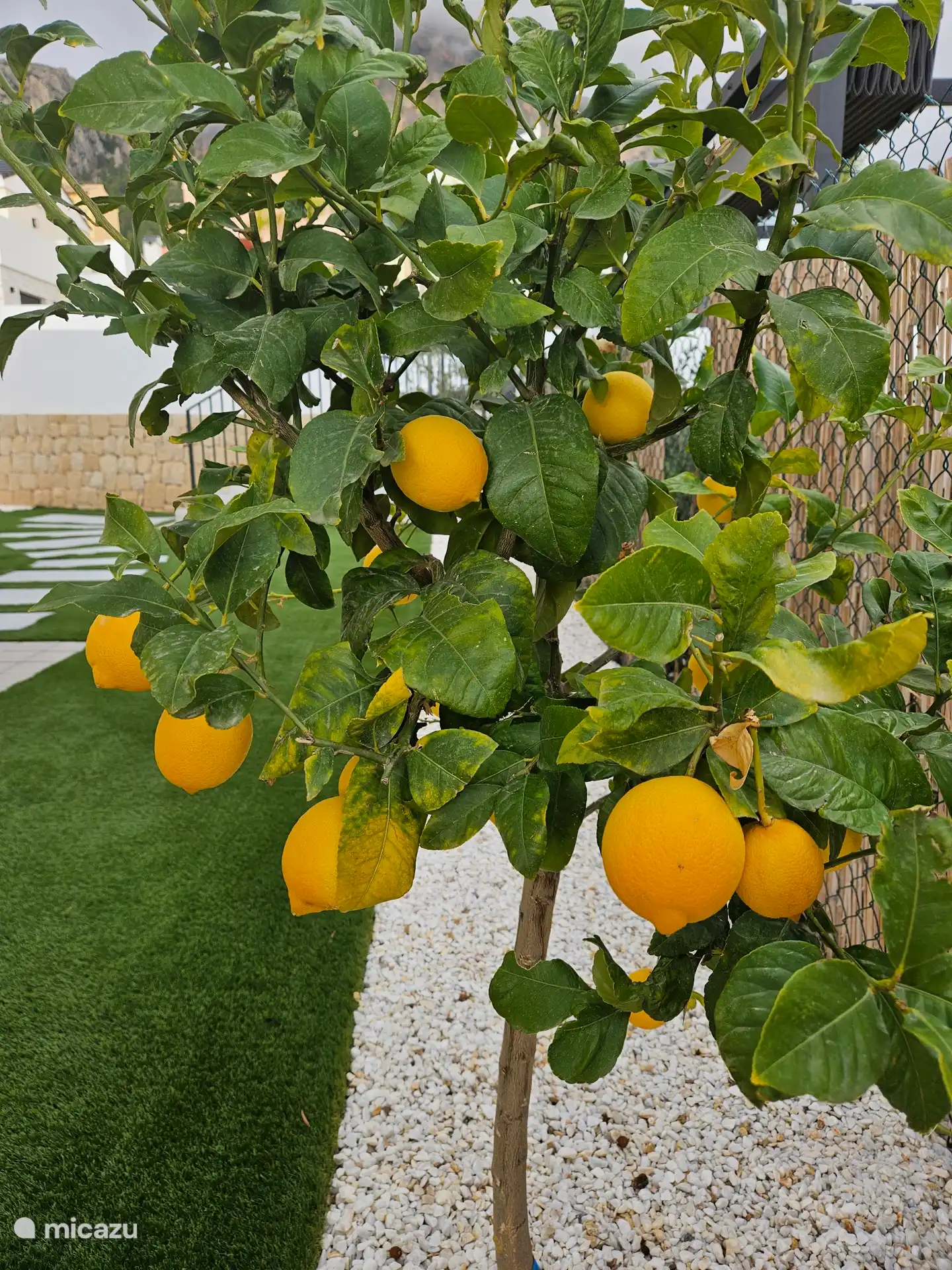 Limones de nuestra propia cultura