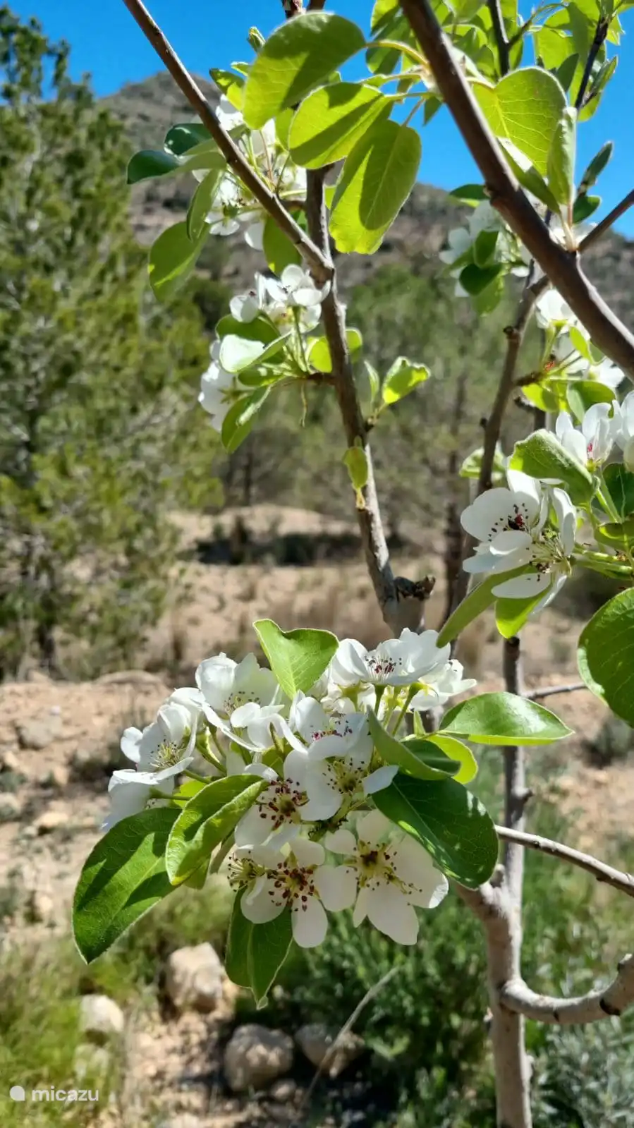 Onze eigen fruitboomgaard! Peren, appels en kersen zijn maar een kleine greep van wat we op ons eigen land verbouwen.