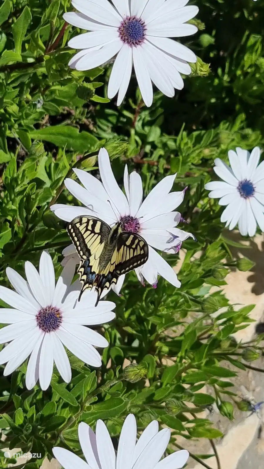 Prachtige spaanse magrieten, onze tuin staat er vol mee!