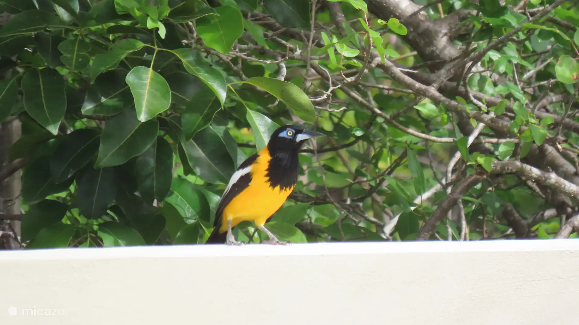 Not missing in the garden