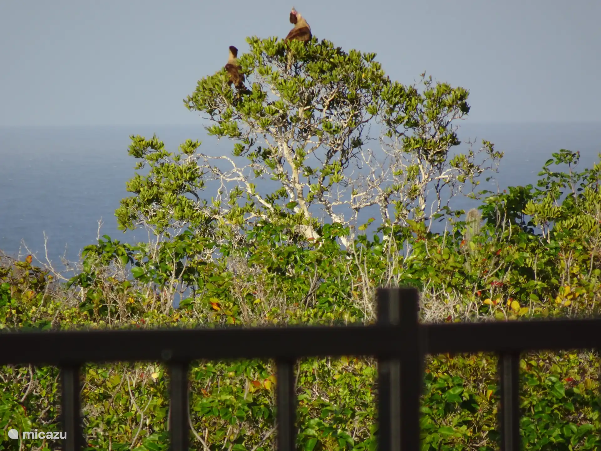 Warawara bird beautiful from the balcony