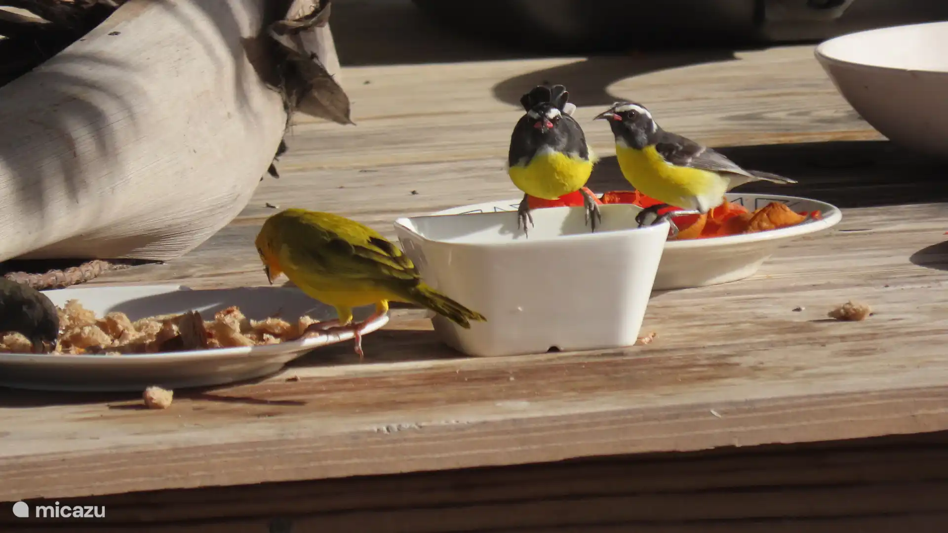 Feeding table