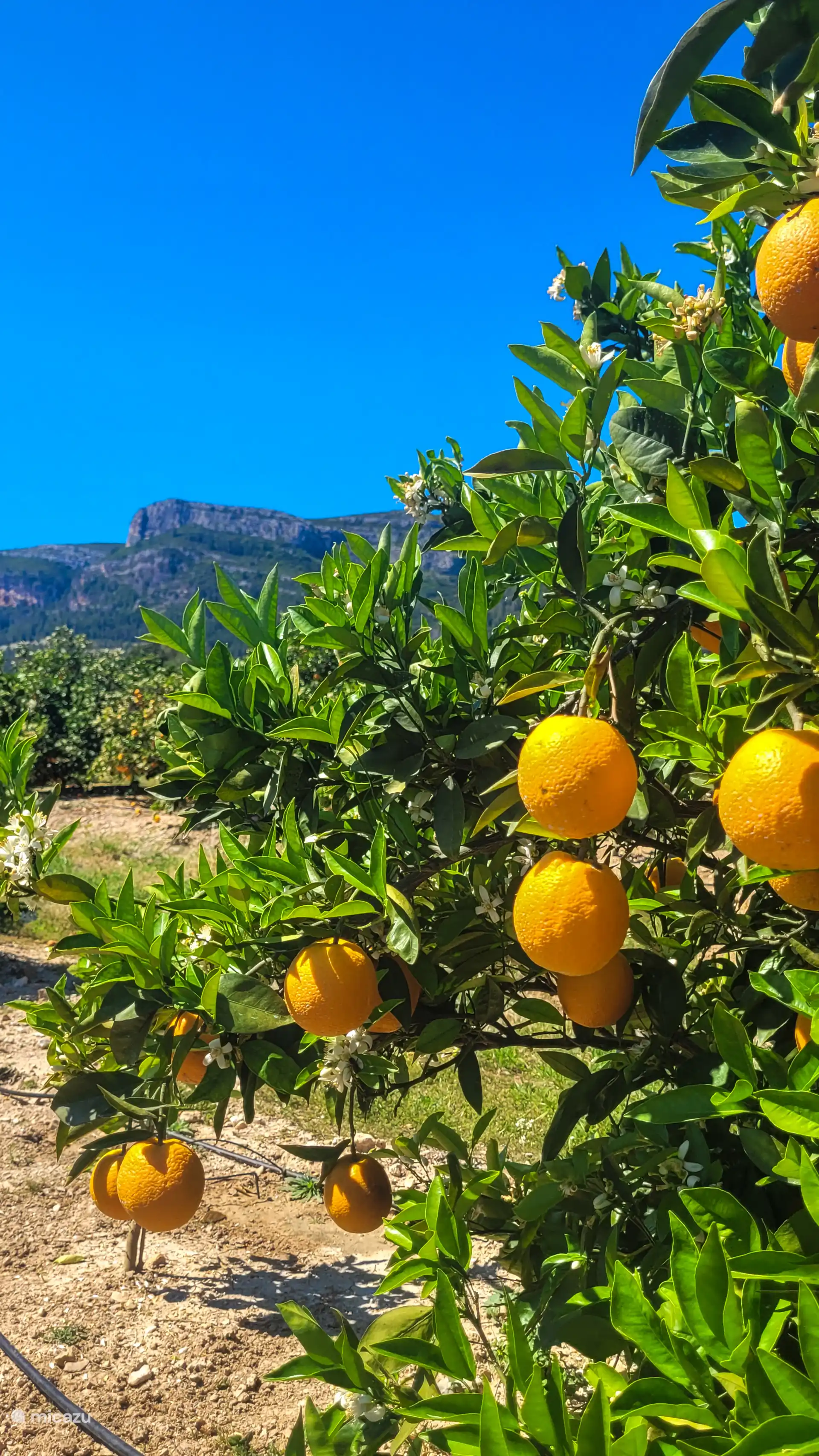 Wanderweg font de Lloret in der Nähe (5 Minuten) entlang von Orangenfeldern