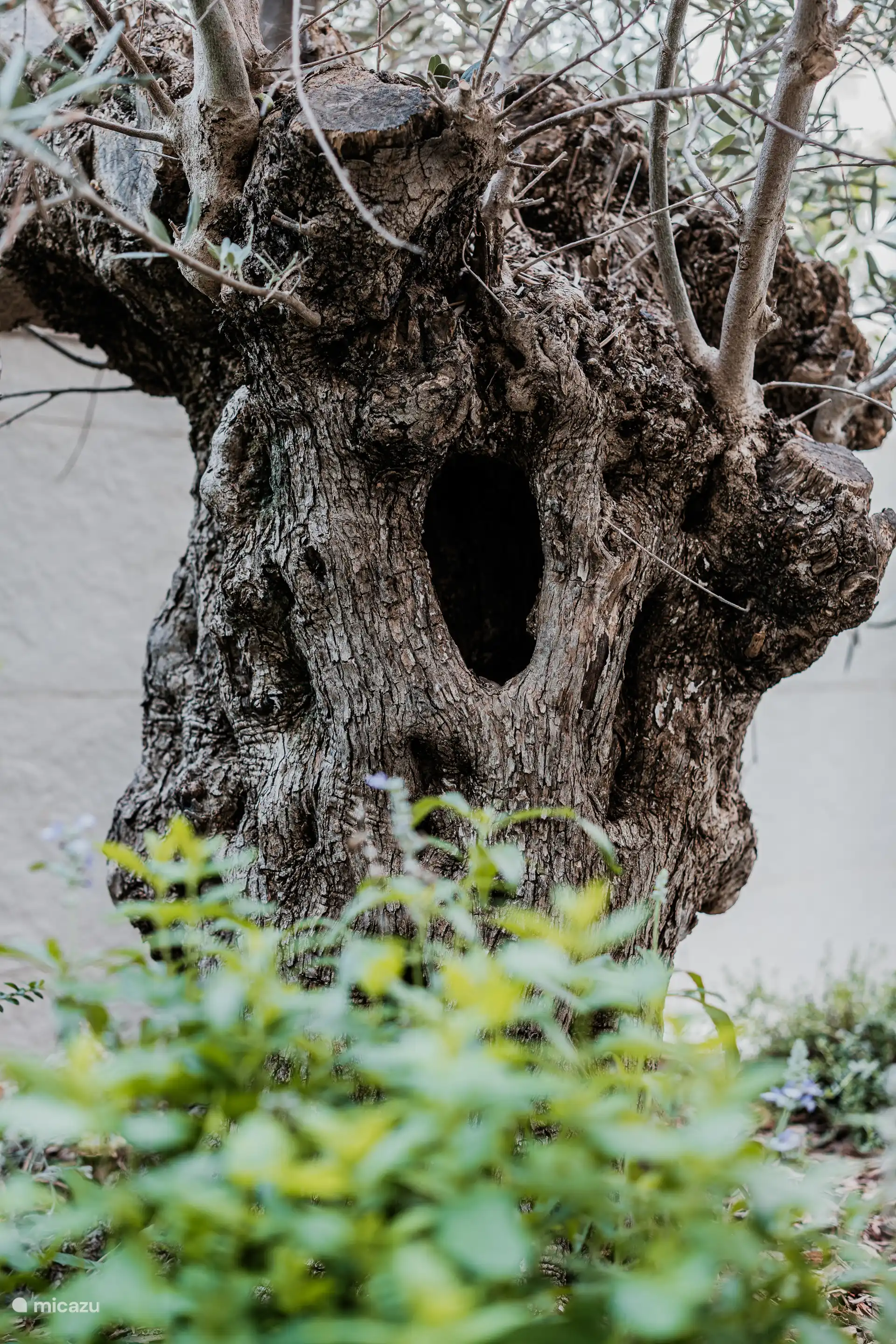 Eeuwfeestelijke bonsai olijfboom