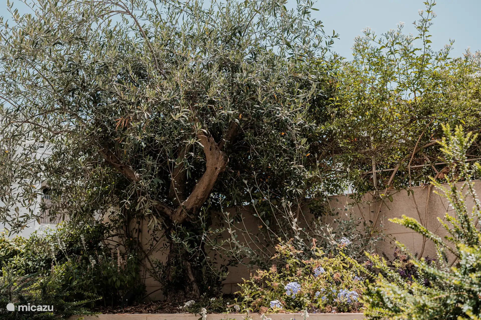 Privéterrassen en tuinen vol aromatische planten en mediterrane specerijen, waar de olijfboom, een tijdloos symbool van Apulië, trots staat en de naam OLEA inspireerde.