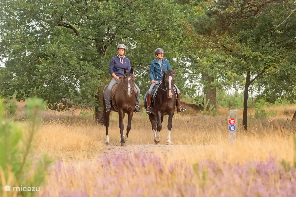 Met paardjes rijden in de omgeving

