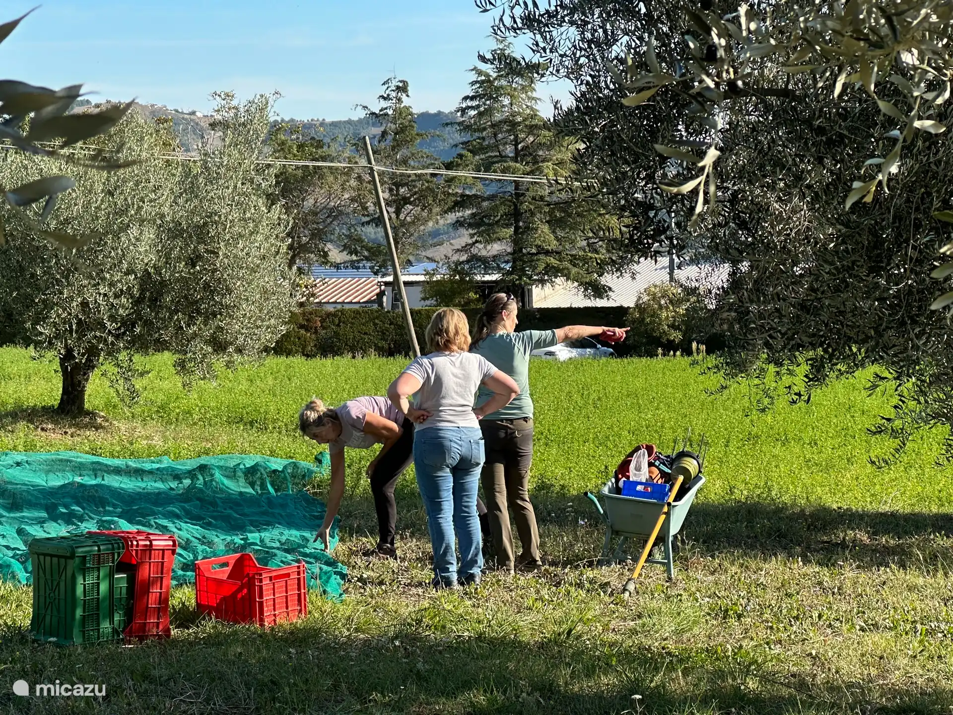 Harvesting Olives in the garden in September/October.