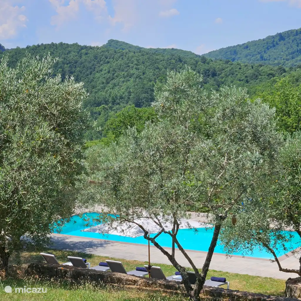 Podere le Muricce - Olivo