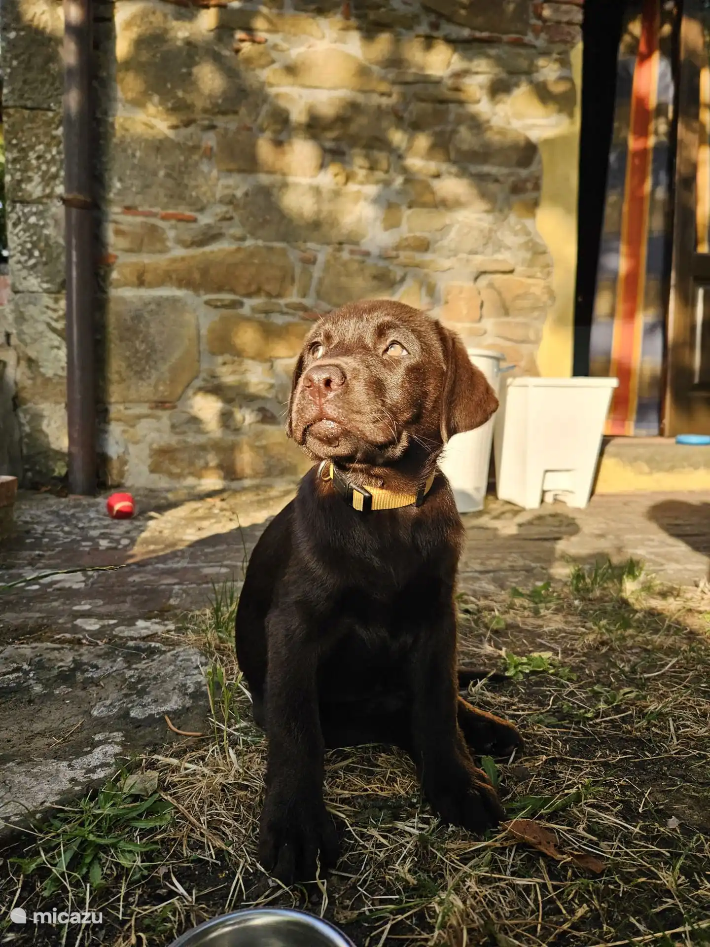 Huisdieren zijn welkom