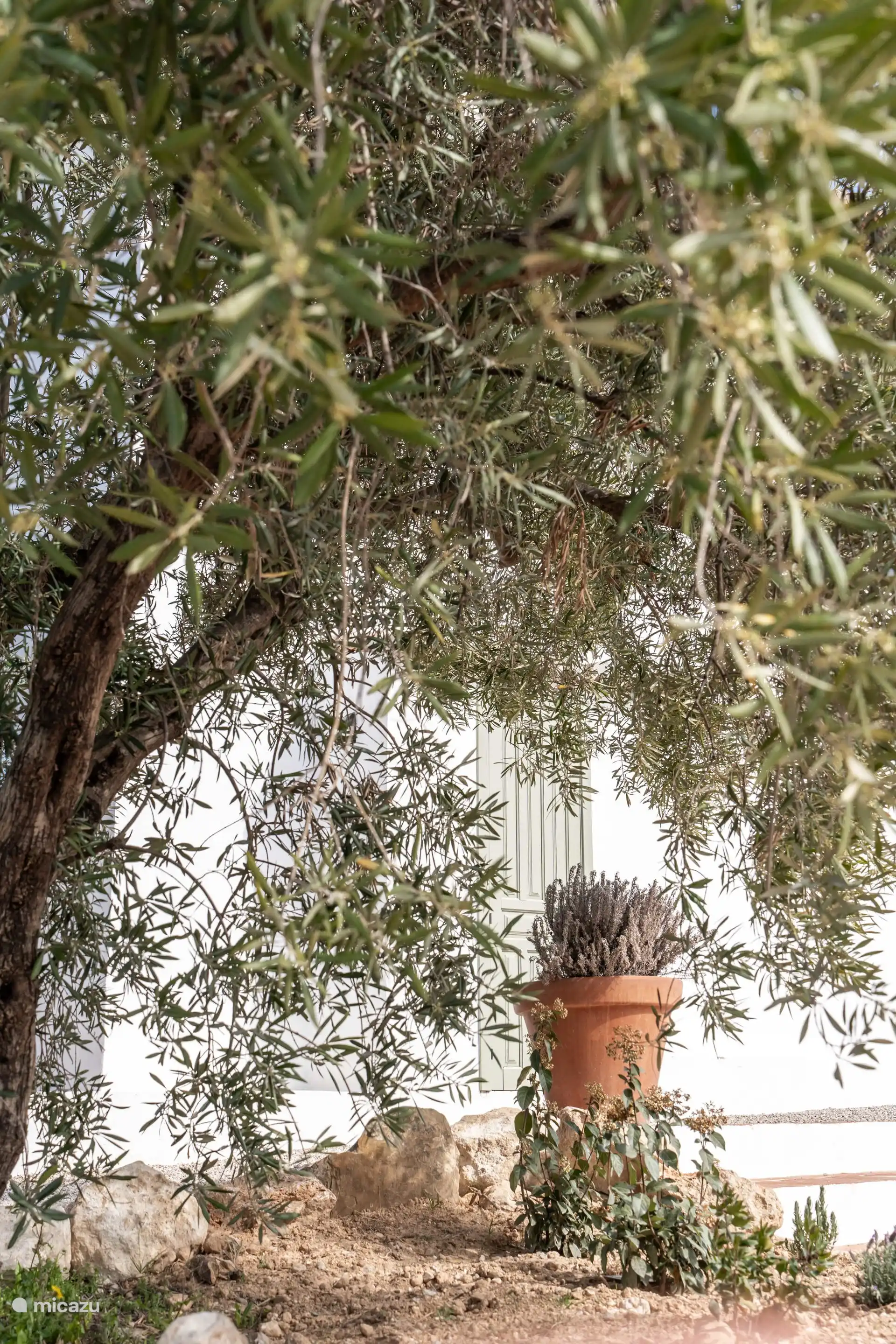 Vanaf de begane grond waar het guesthouse zit kun je met de trap naar het zwembad.