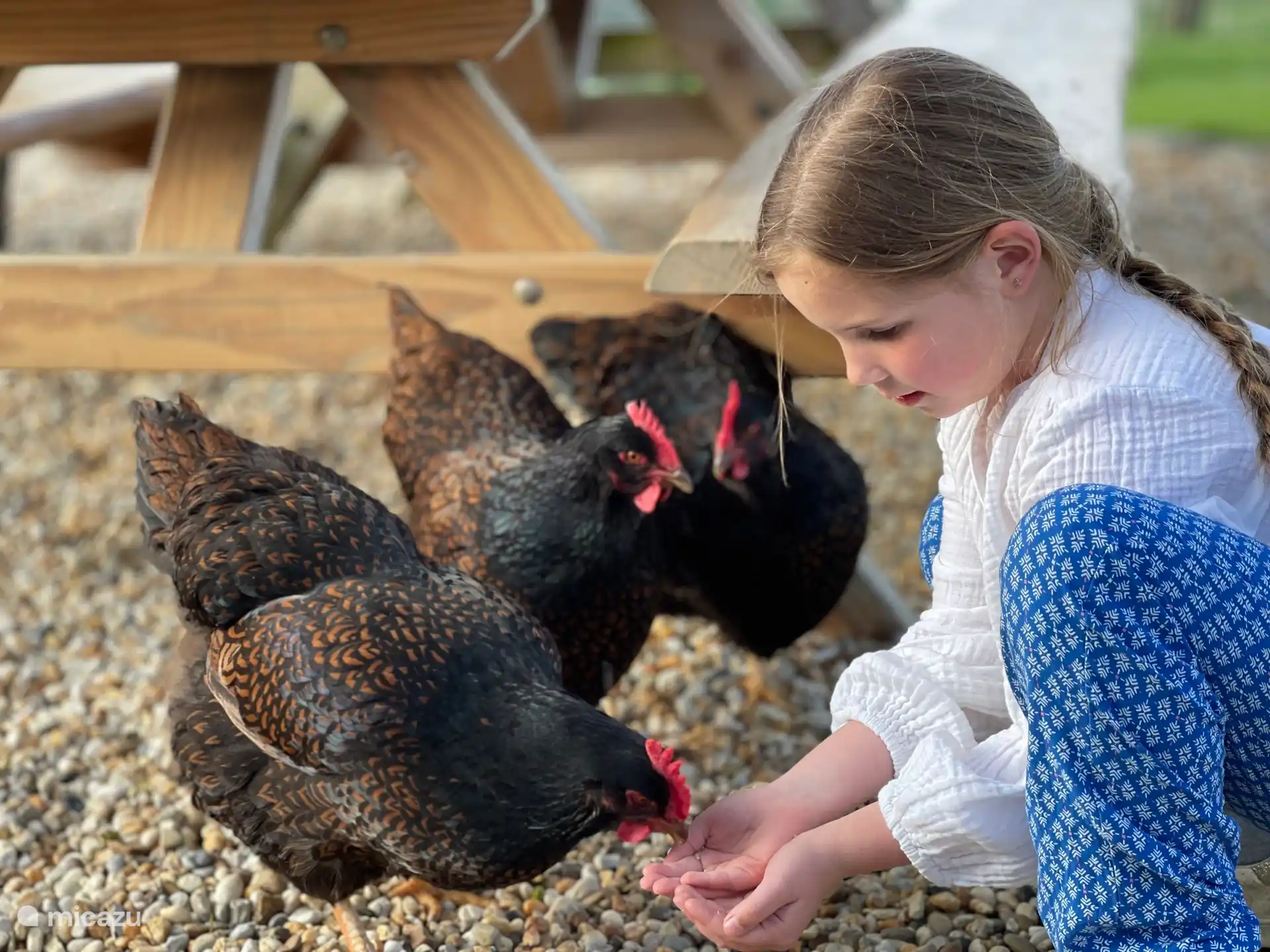 Onze eigen kipjes voeren